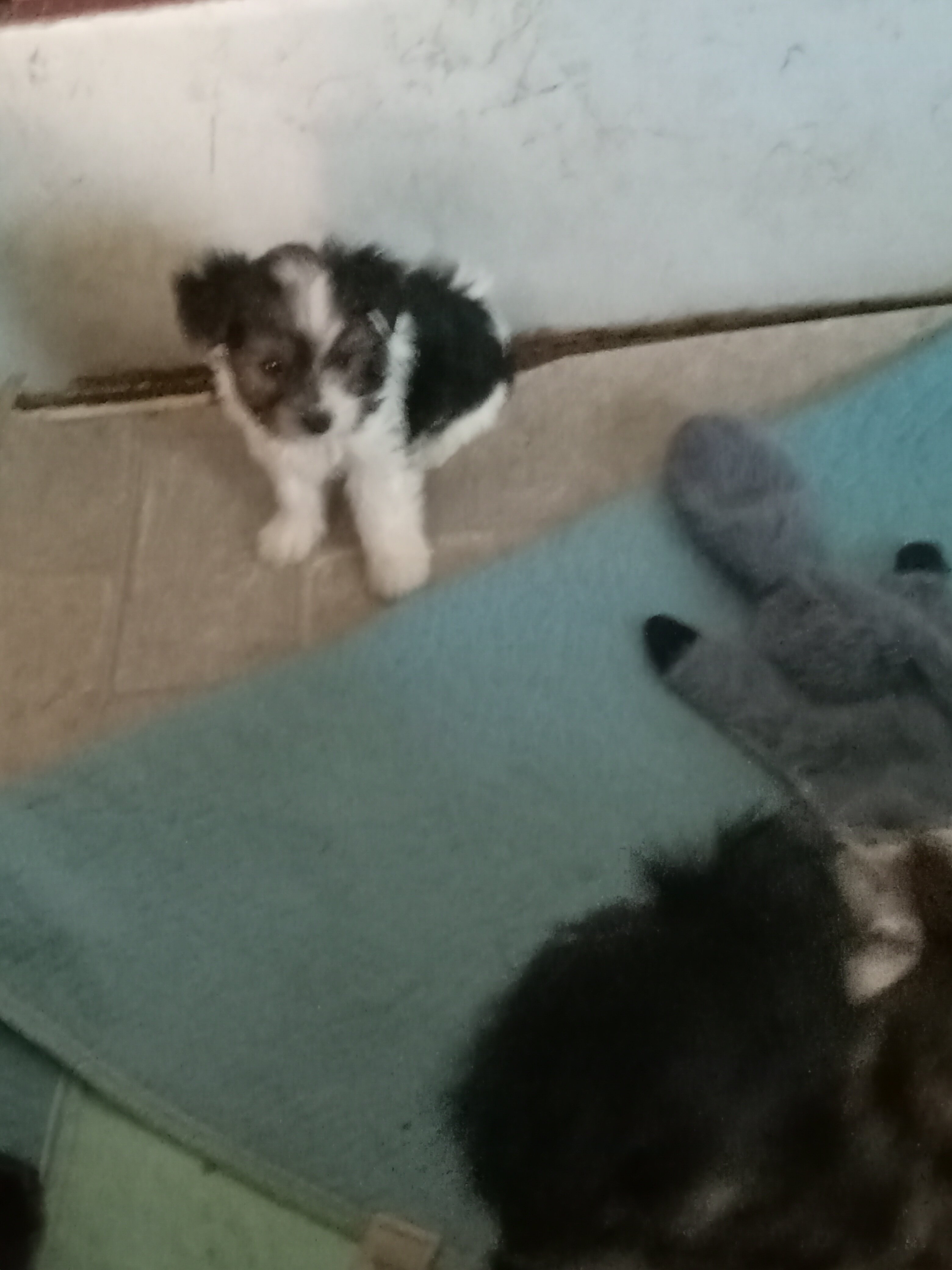 BANDIT FULL PARTI YORKIE BABY BOY image 1
