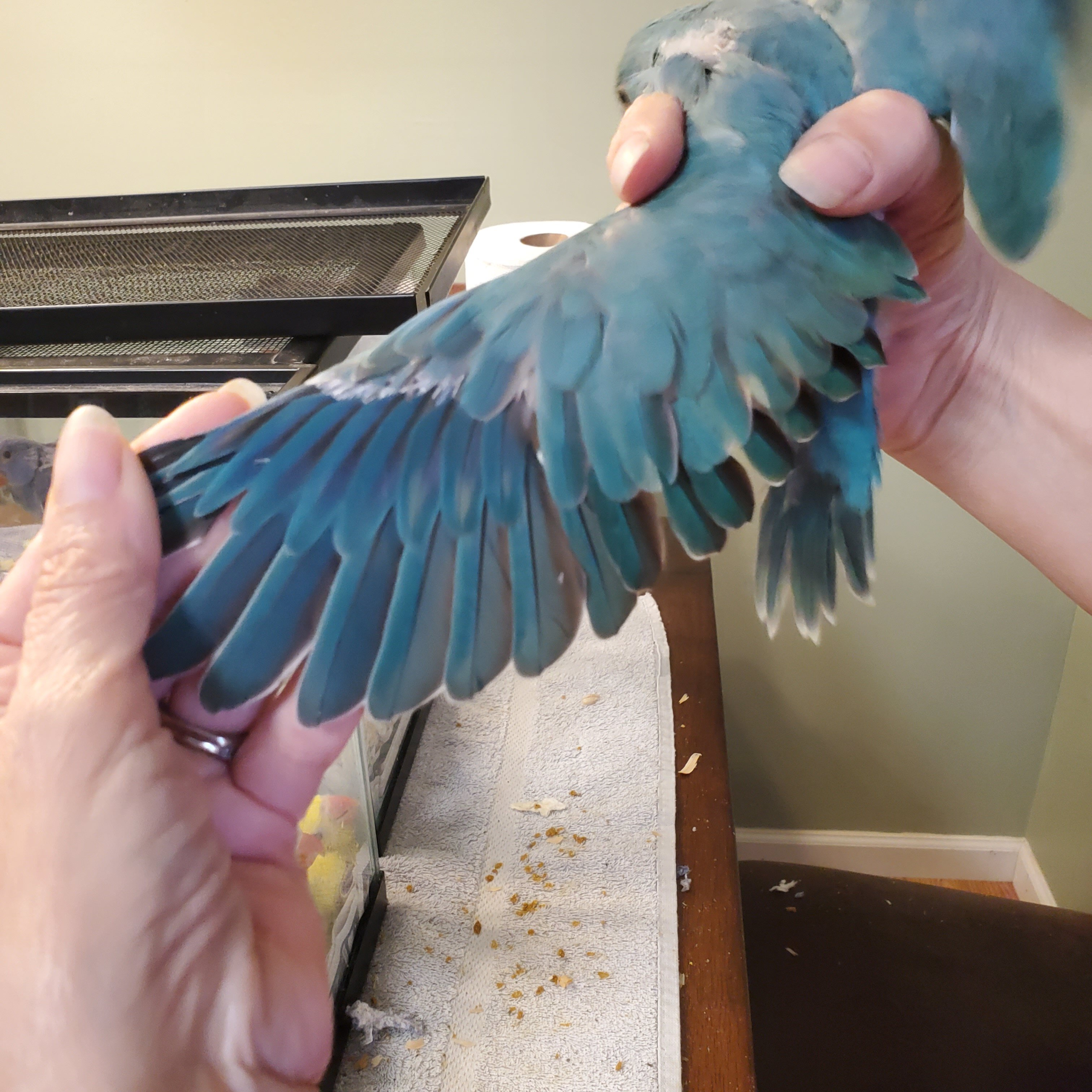 Indian Ringnecks 2 image 5