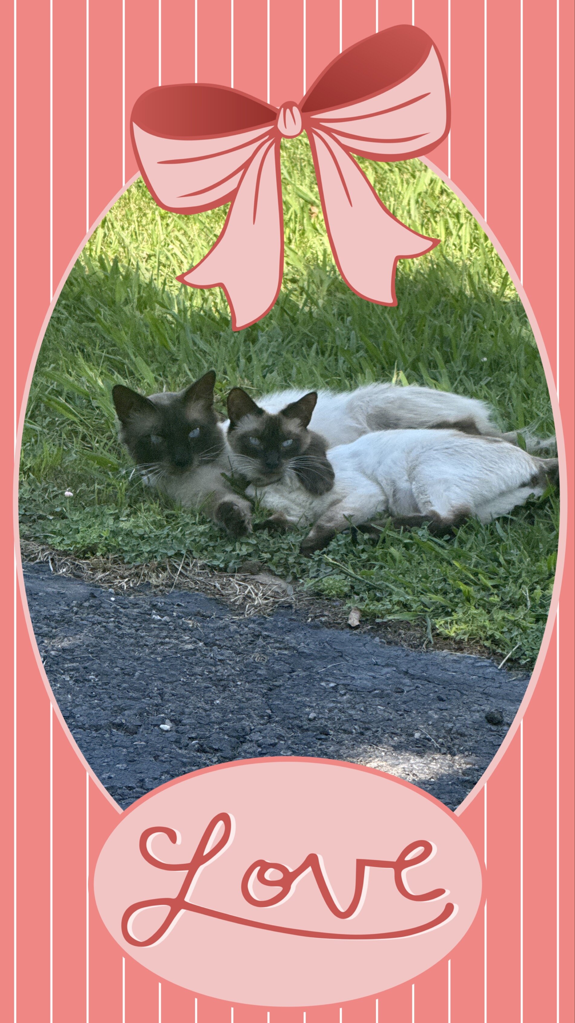 Balinese & Siamese kittens image 1