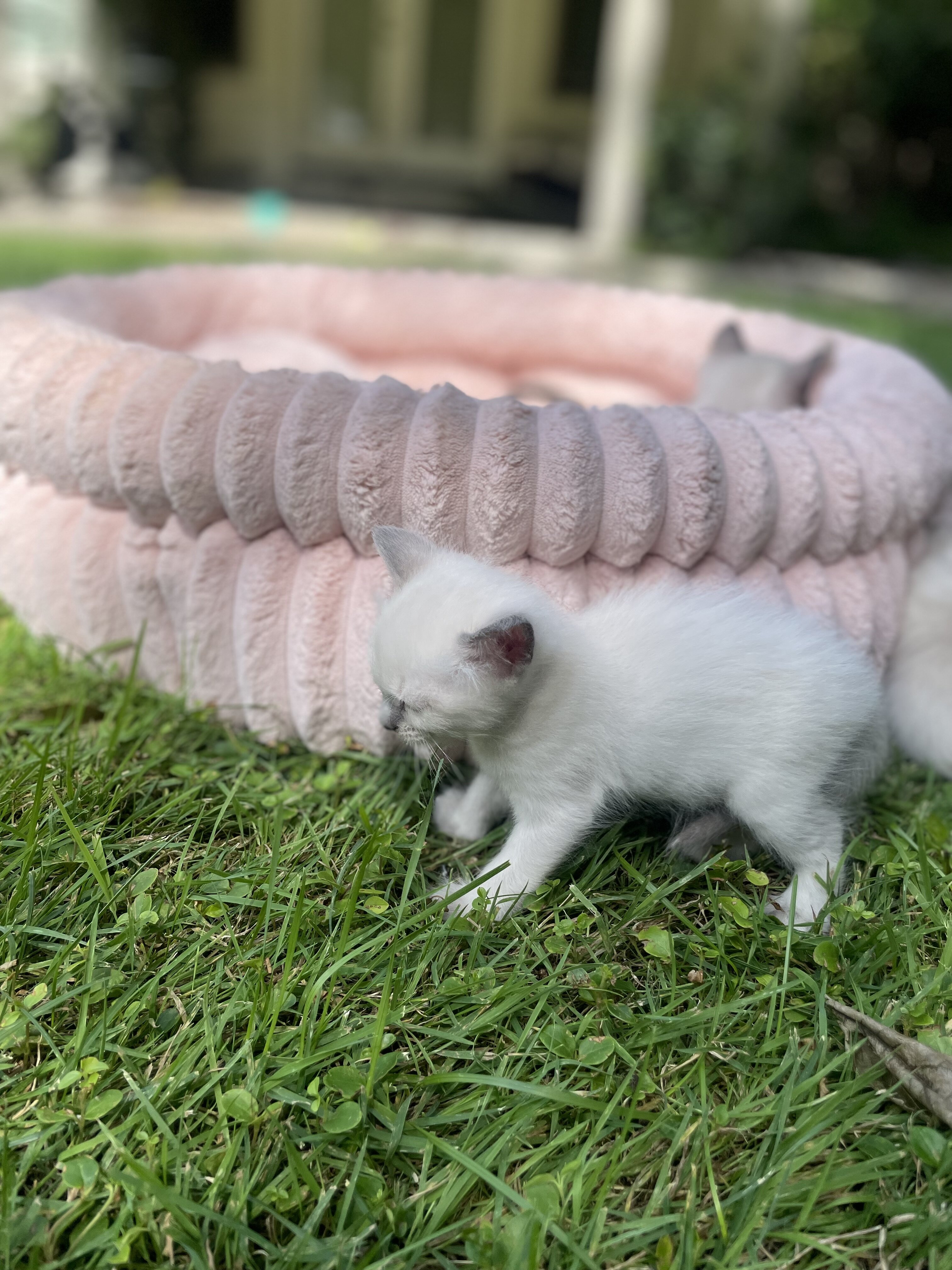 Balinese & Siamese kittens image 9