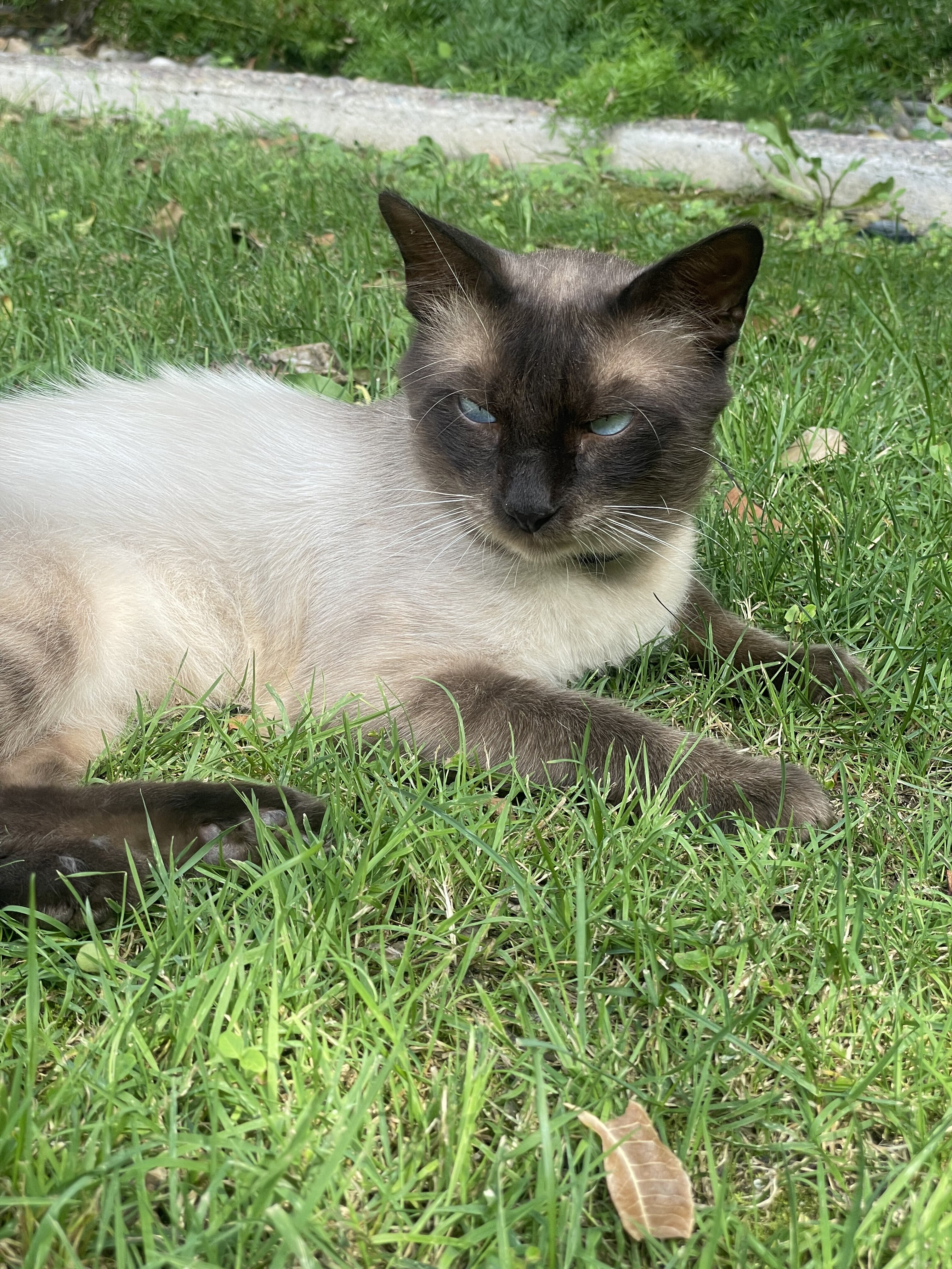 Balinese & Siamese kittens image 8