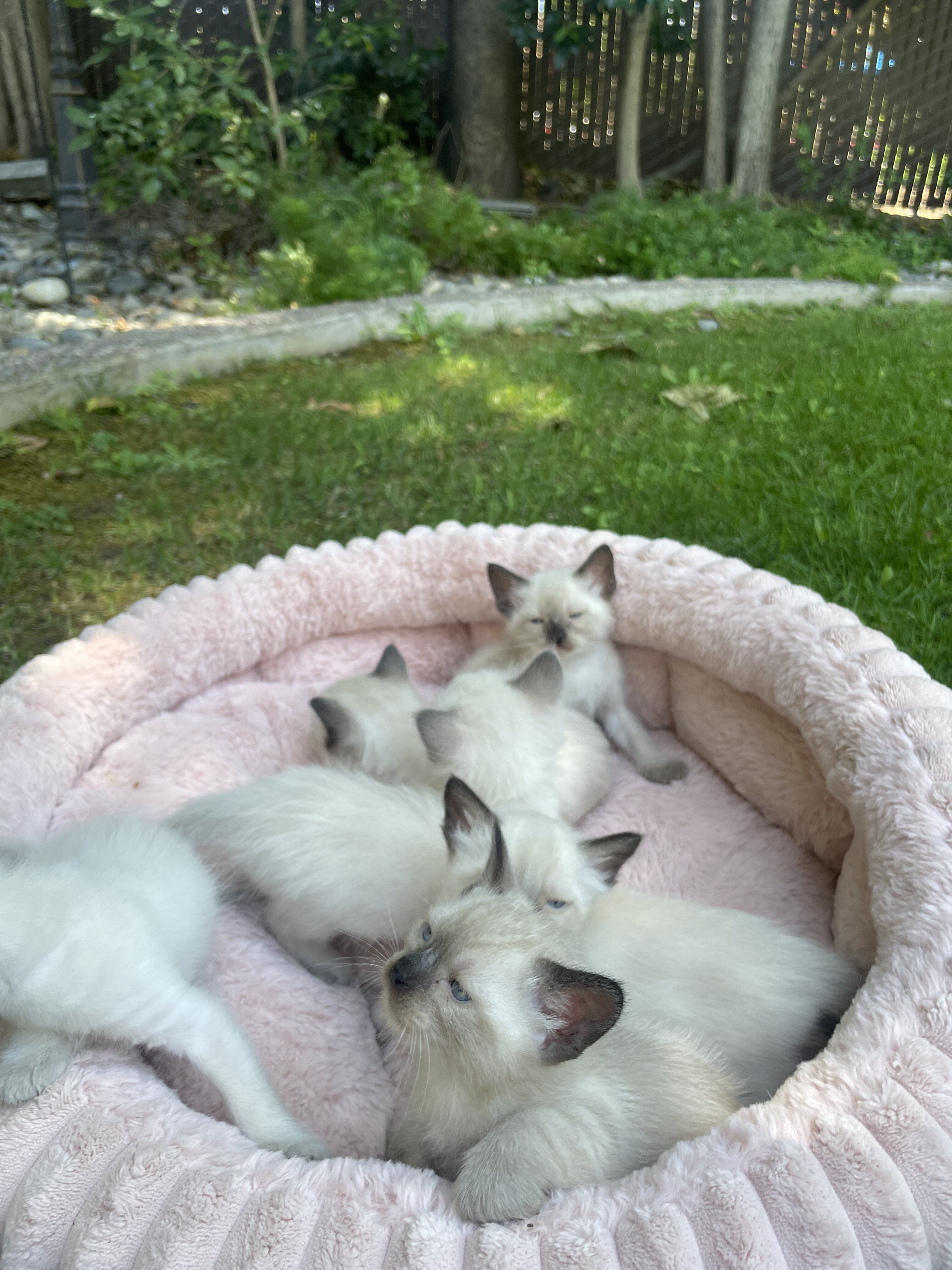 Balinese & Siamese kittens image 3