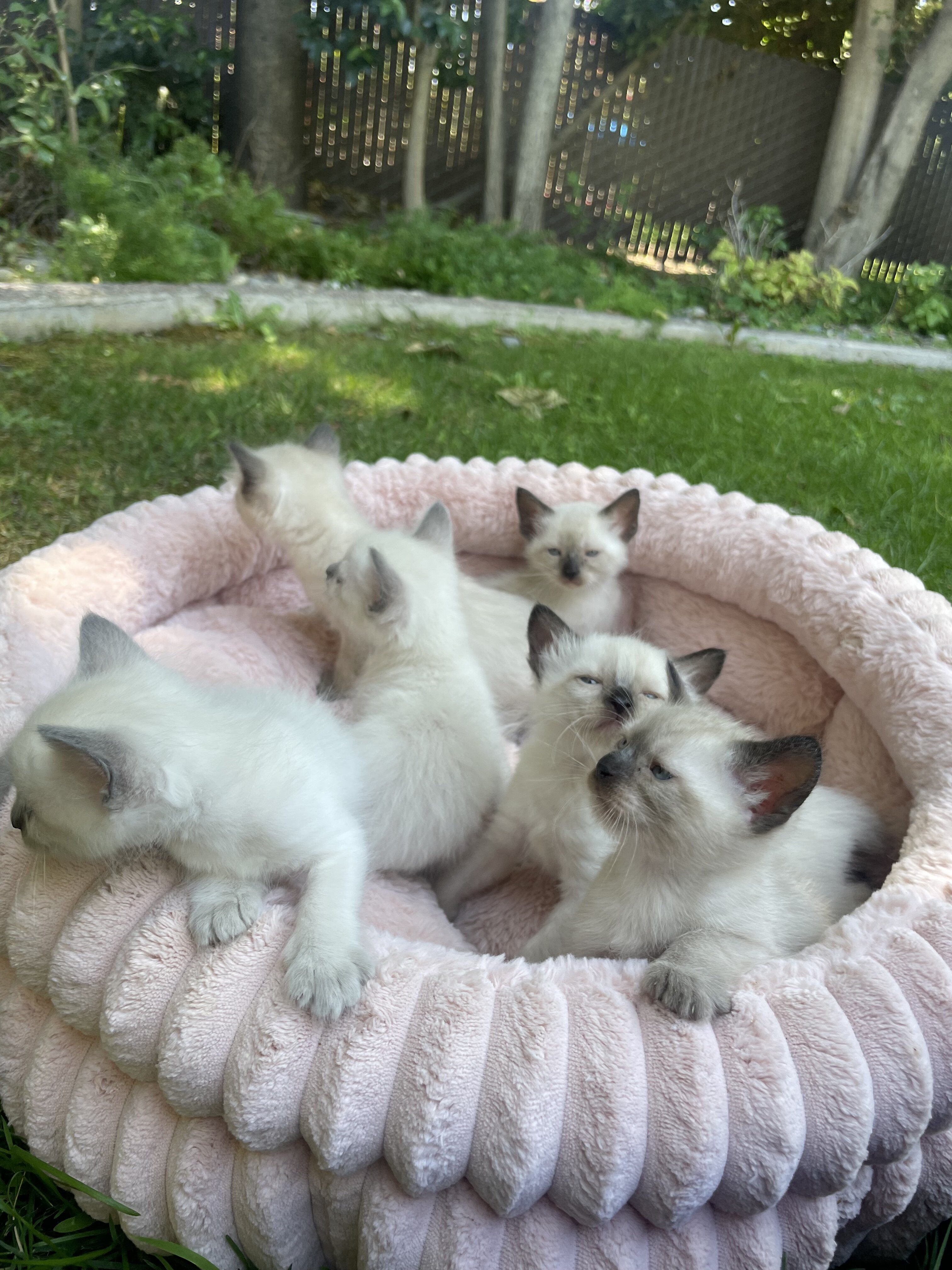 Balinese & Siamese kittens image 4