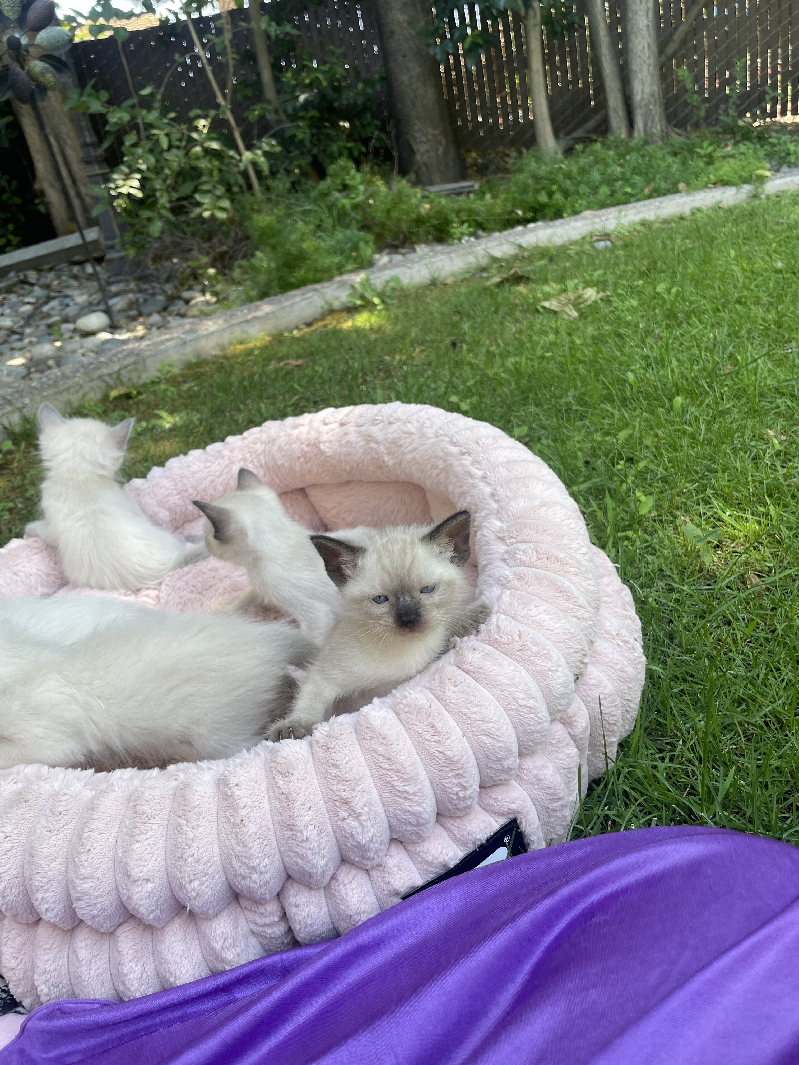 Balinese & Siamese kittens image 2