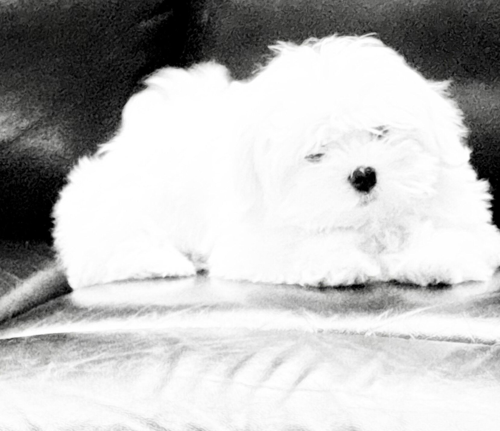This little angel is ready for her forever home! image 4