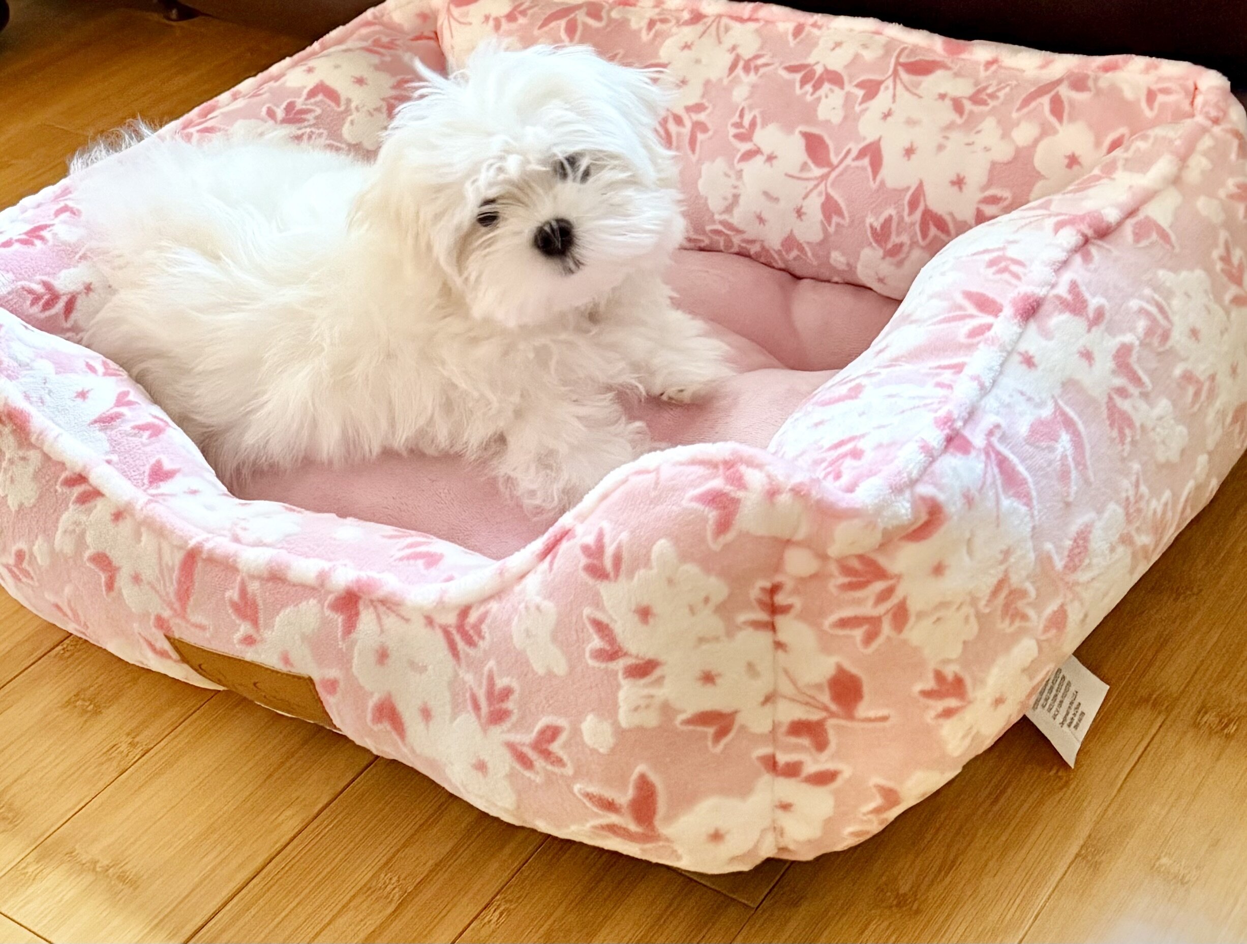 This little angel is ready for her forever home! image 3