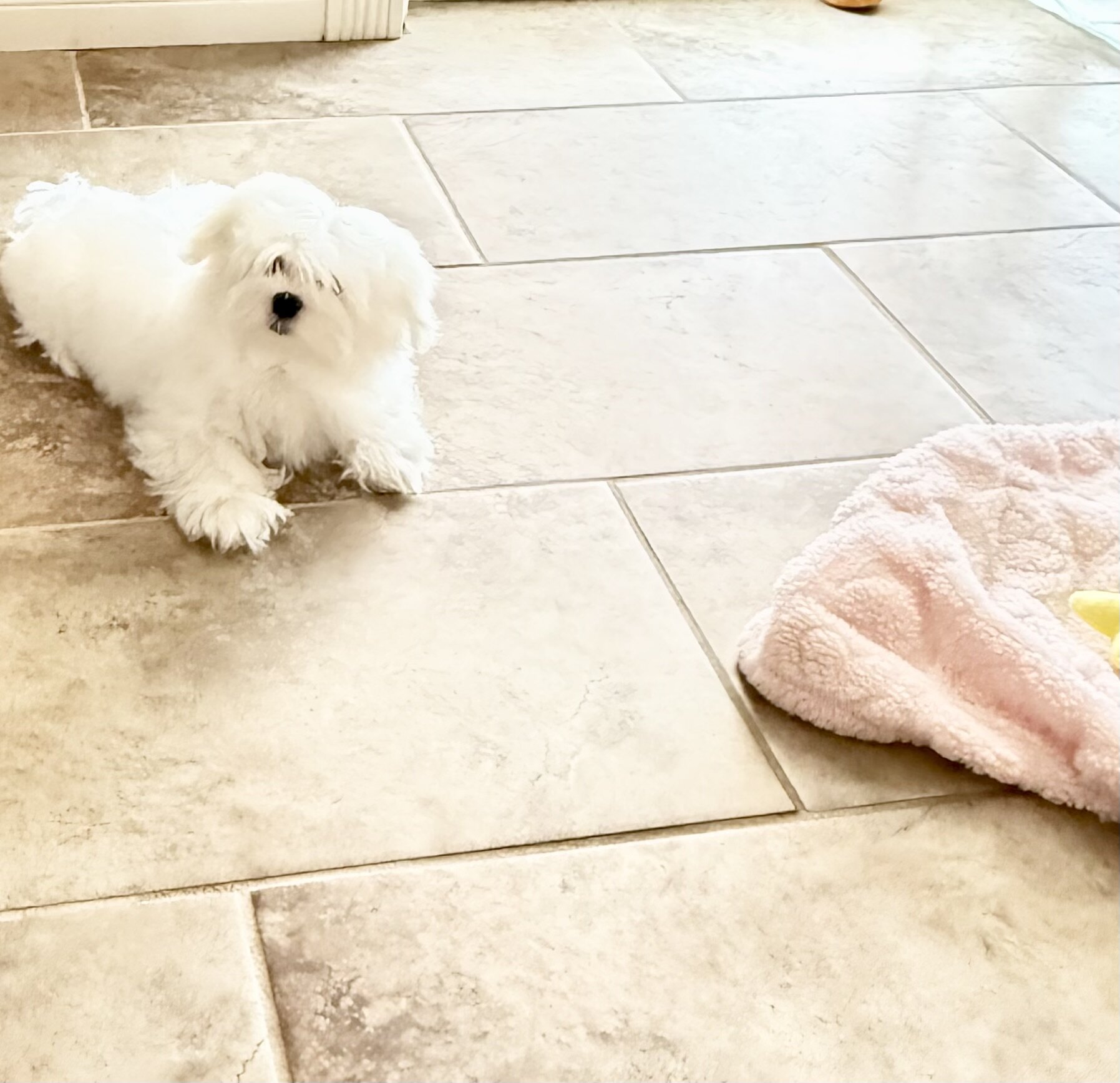 This little angel is ready for her forever home! image 1
