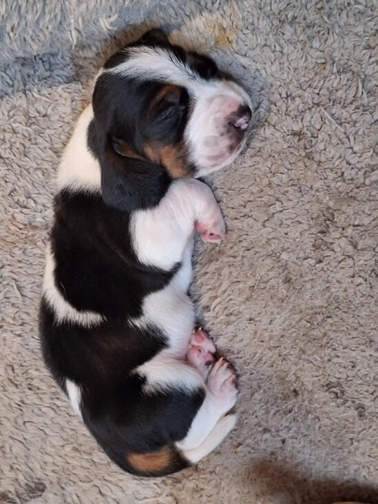 Basset hounds pups dog image 1