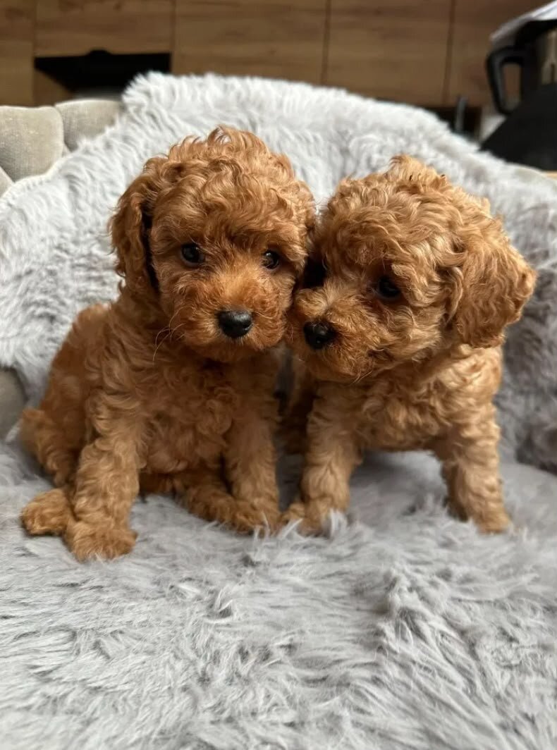 Poodle image 1
