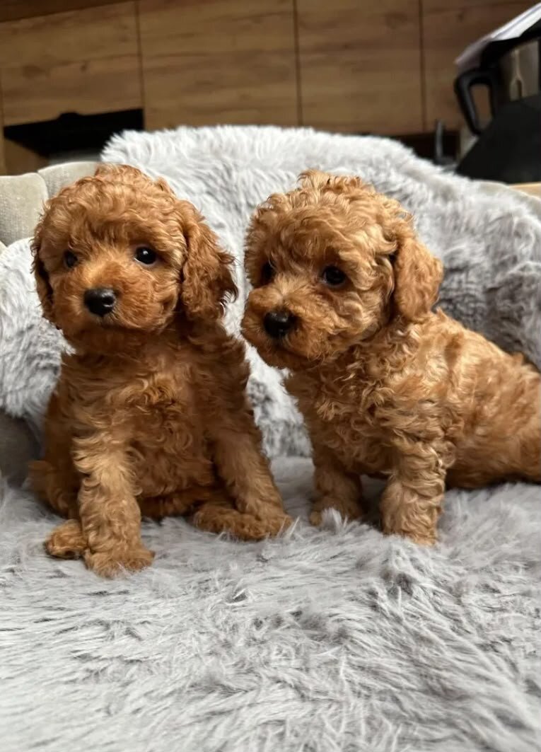 Poodle image 2