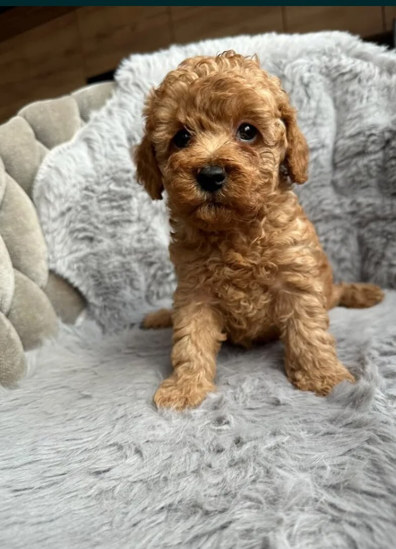 Poodle image 3