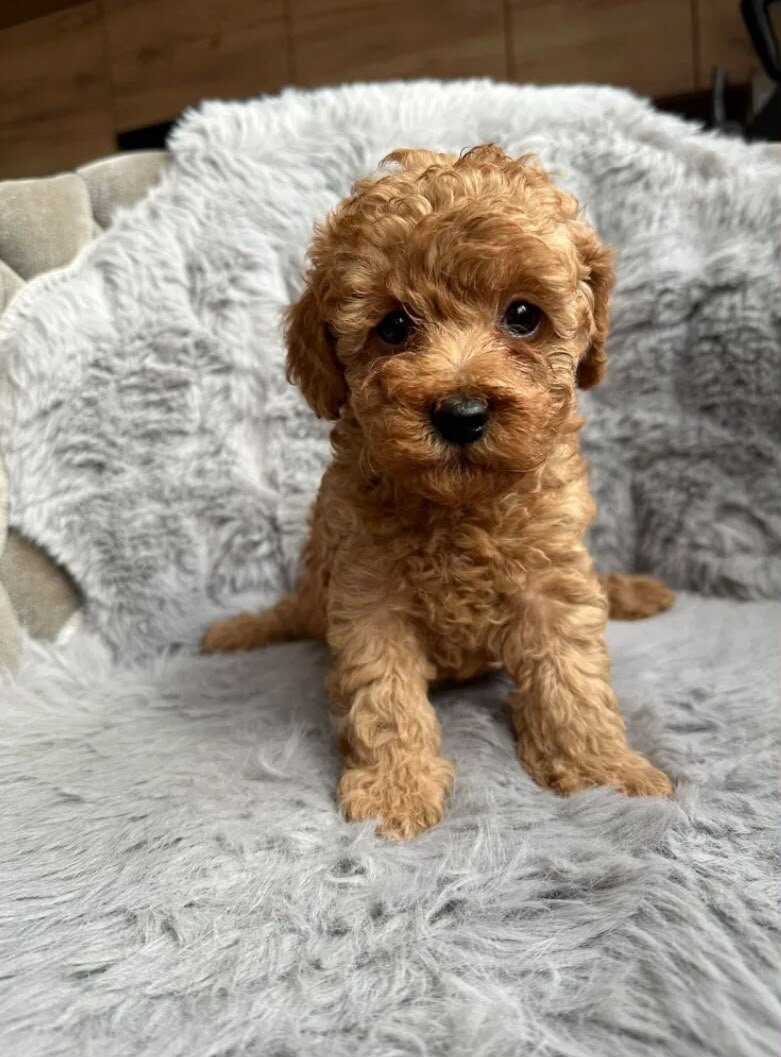 Poodle image 4