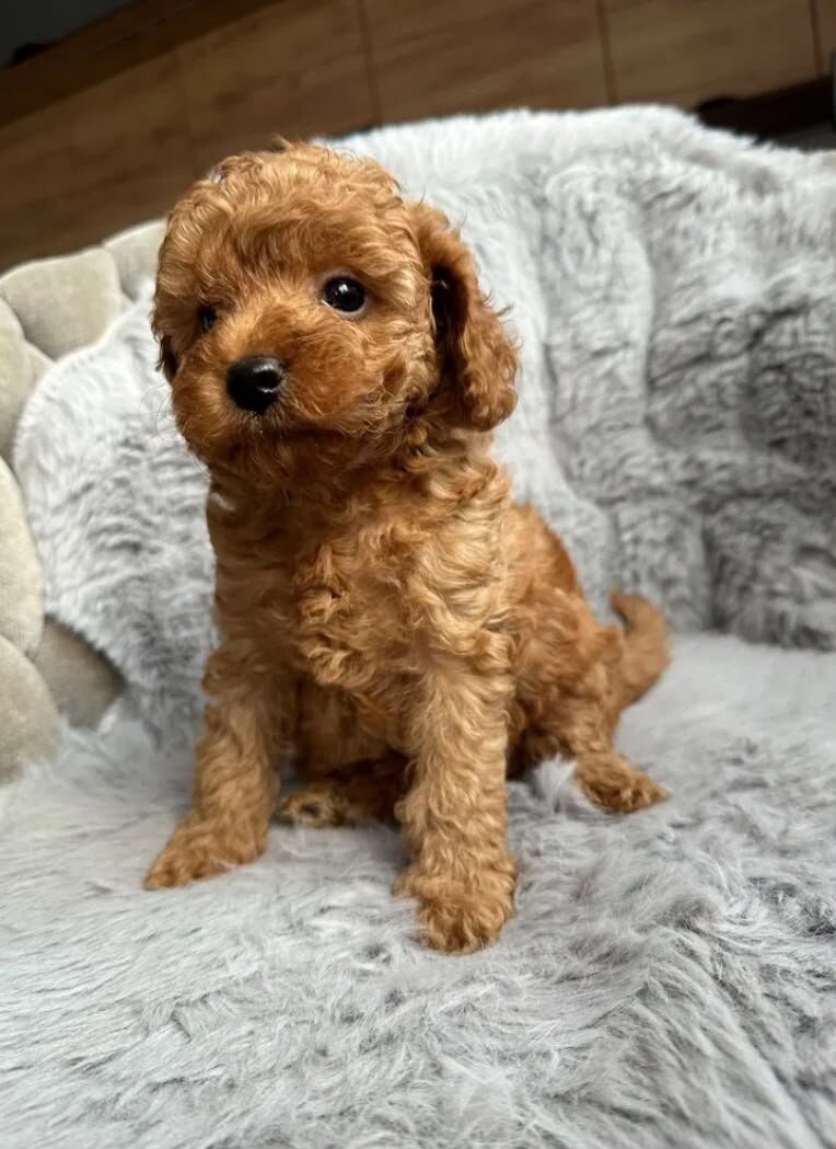 Poodle image 5
