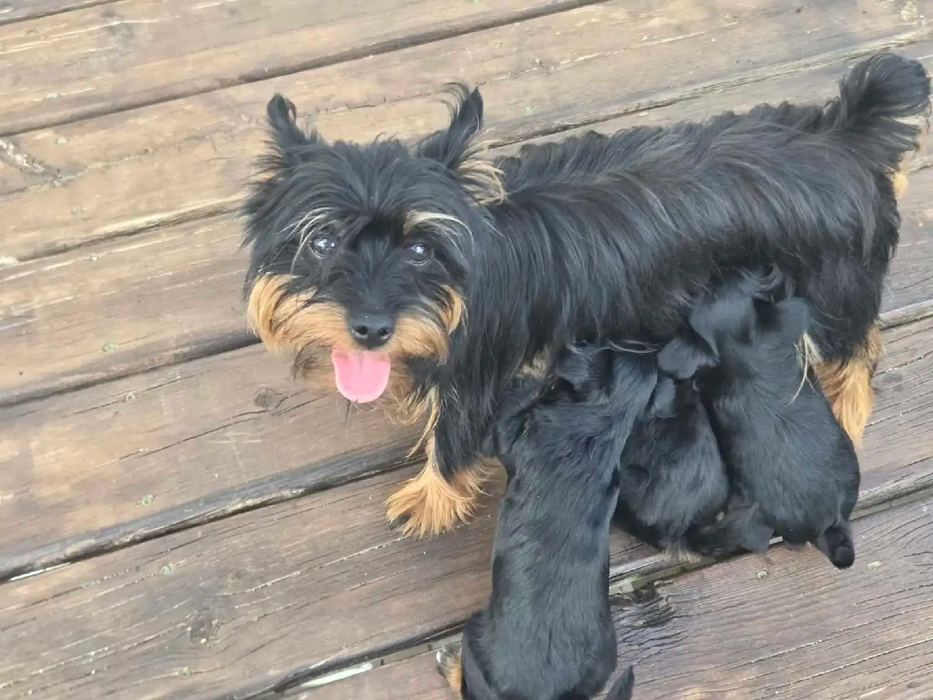 Yorkshire terrier pups ( Yorkie ) dog image 1