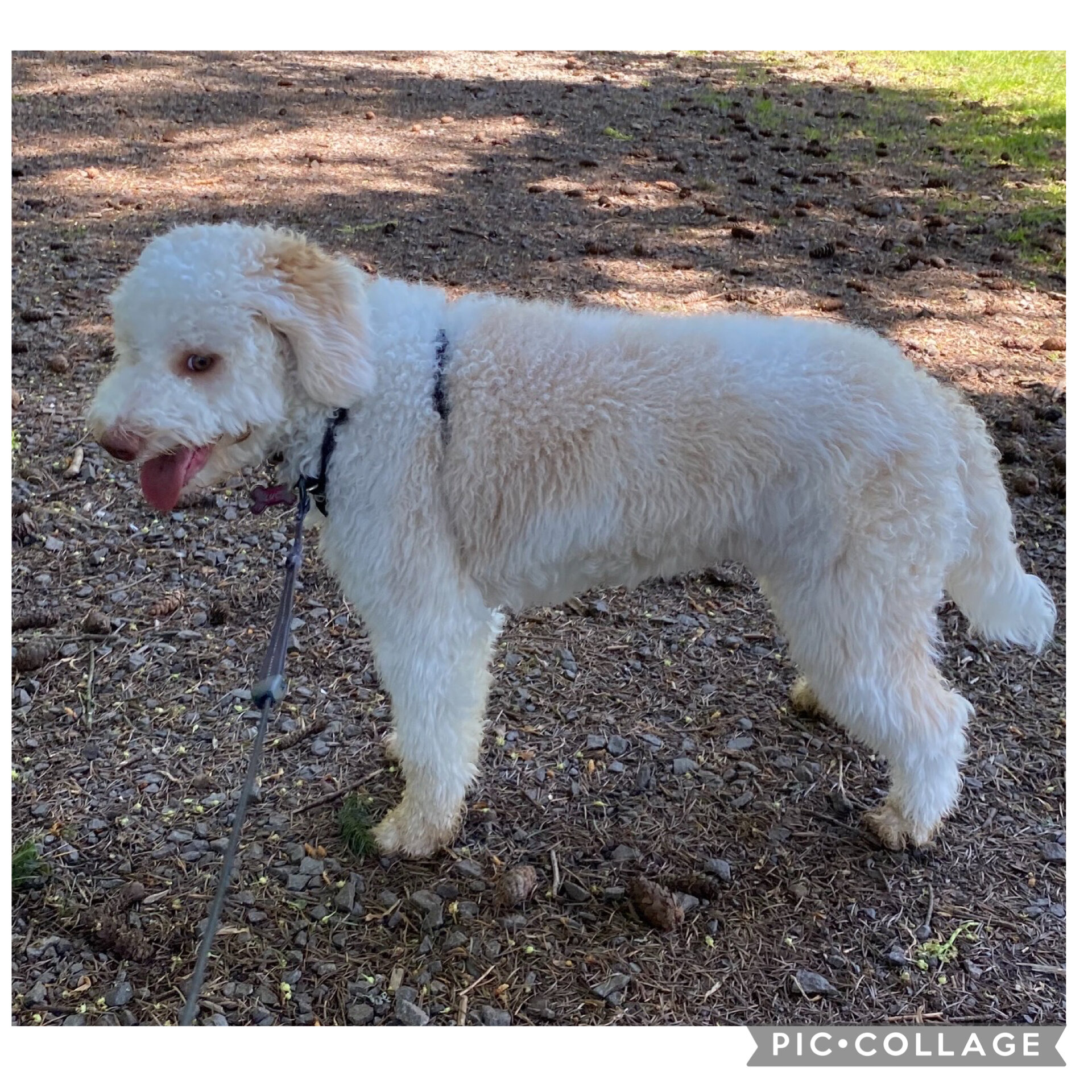 Lagotto Romagnolo - Looking for a new home! image 10