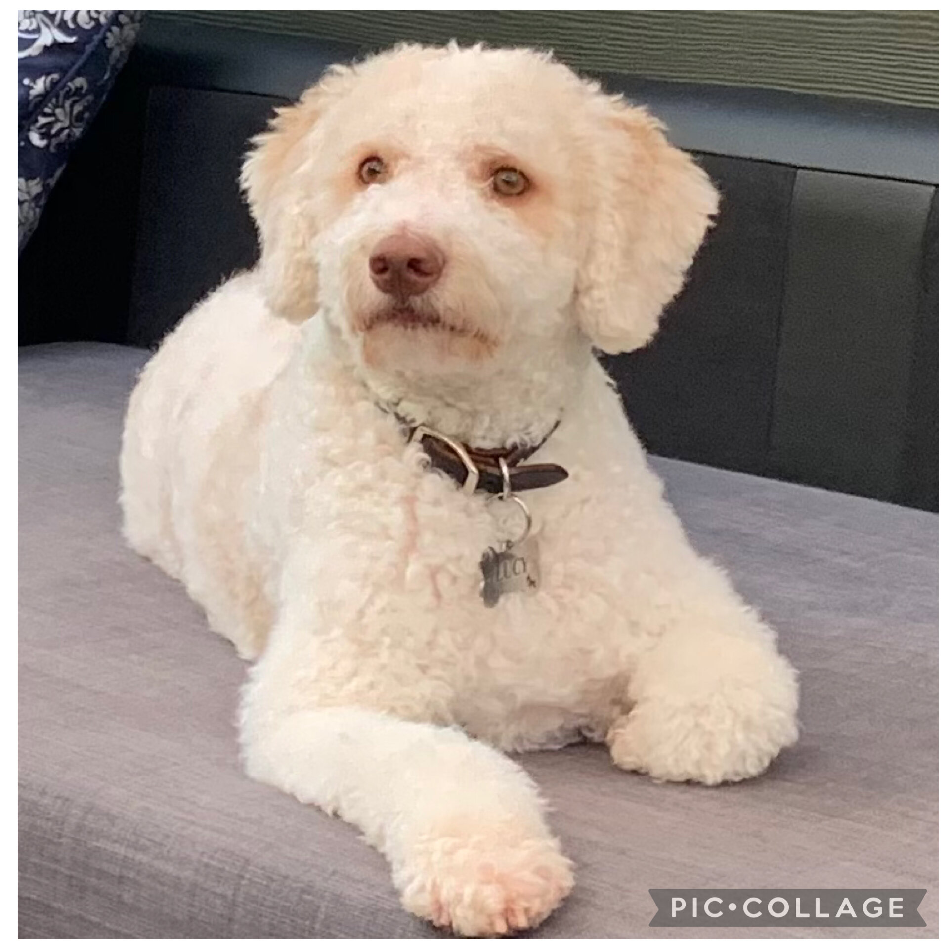 Lagotto Romagnolo - Looking for a new home! image 9