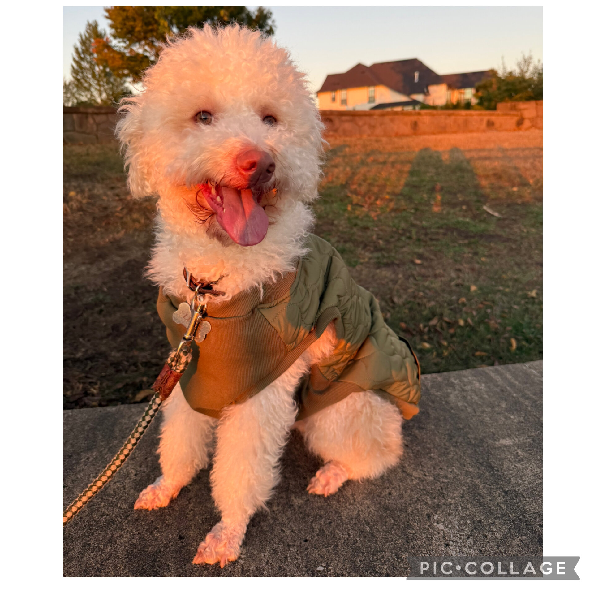Lagotto Romagnolo - Looking for a new home! image 8