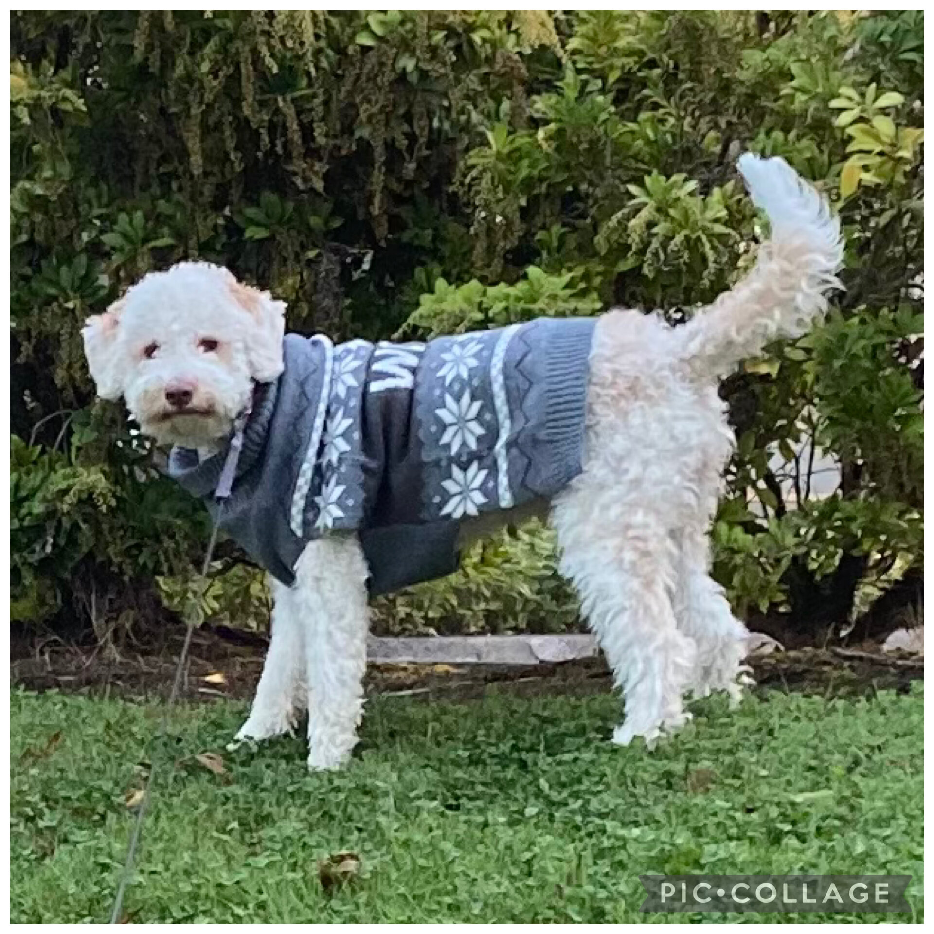 Lagotto Romagnolo - Looking for a new home! image 7