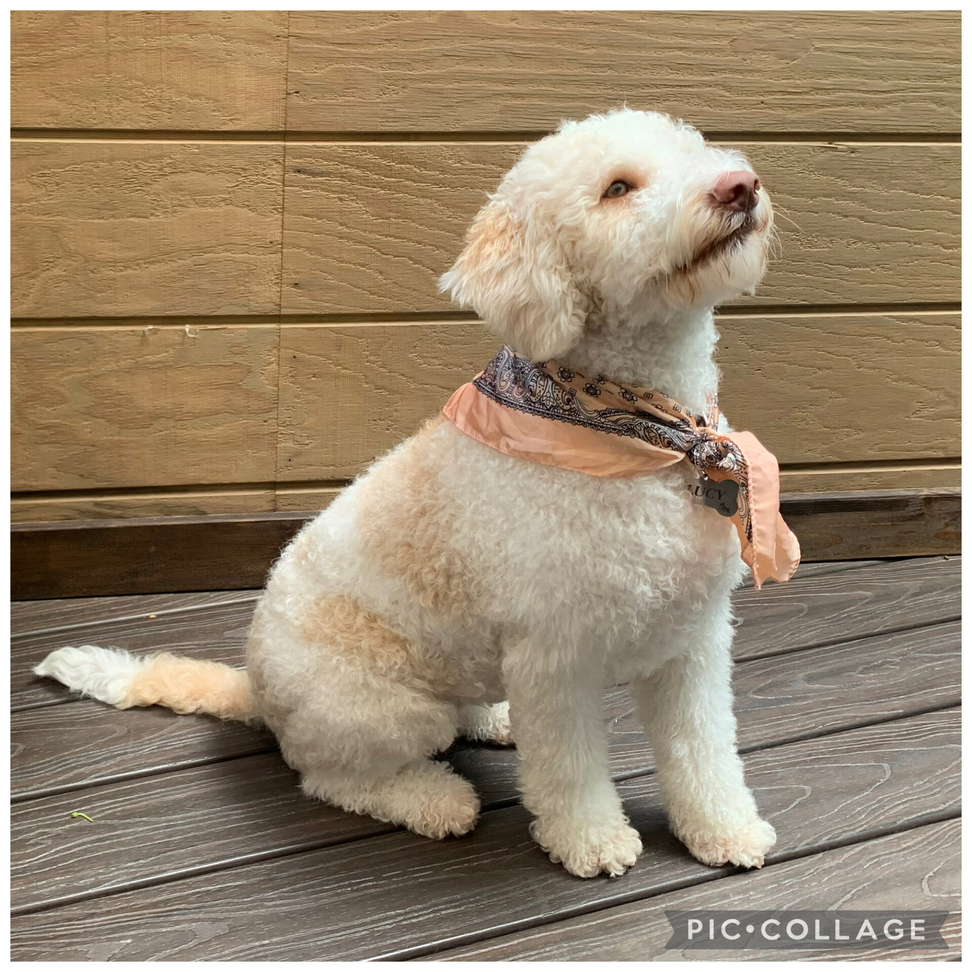 Lagotto Romagnolo - Looking for a new home! image 5