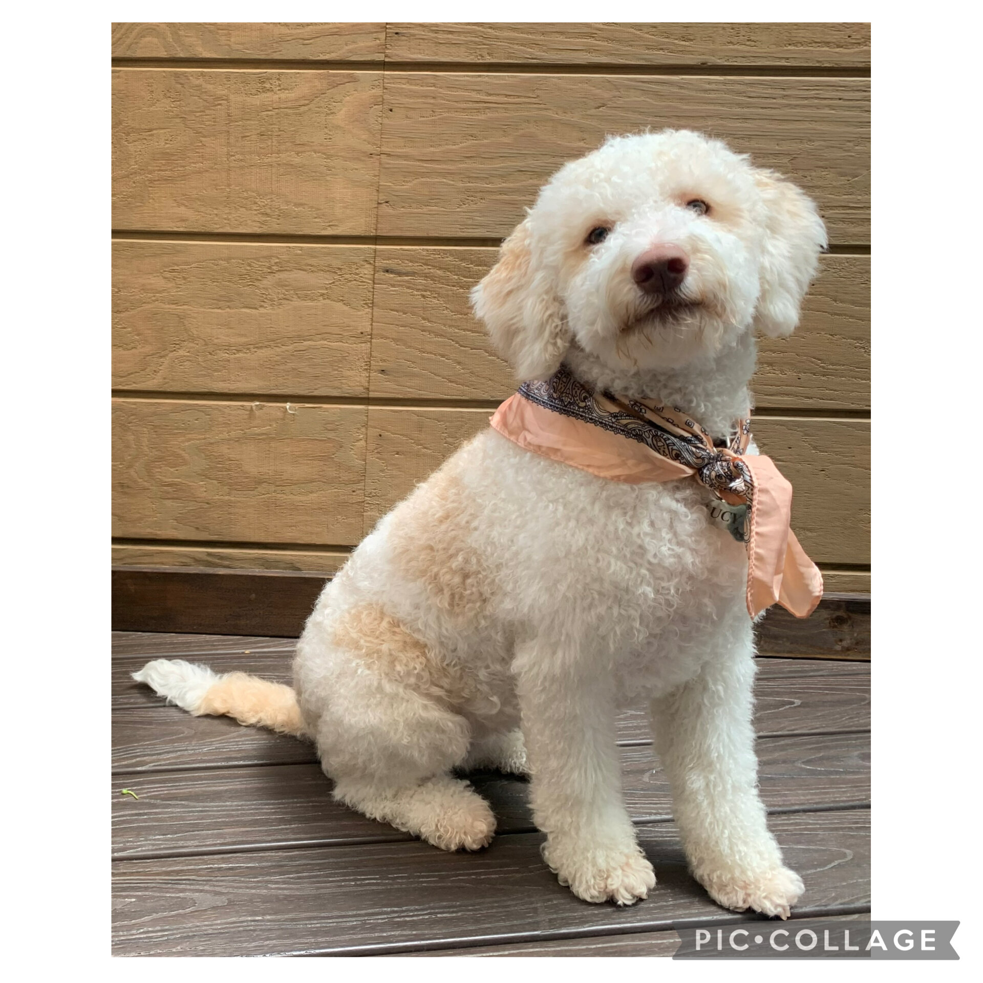 Lagotto Romagnolo - Looking for a new home! image 4
