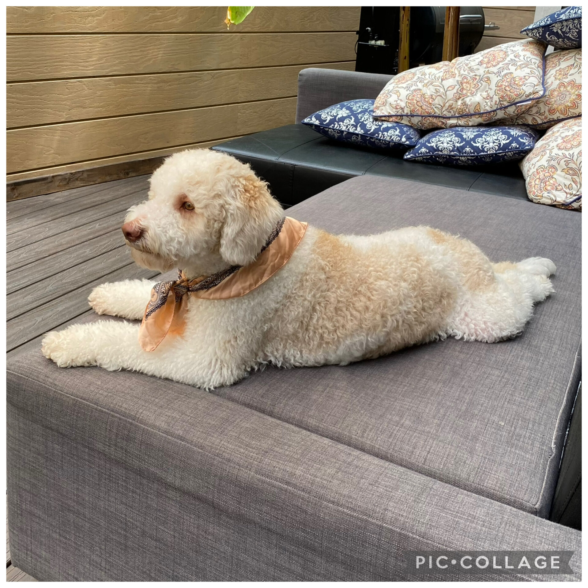 Lagotto Romagnolo - Looking for a new home! image 3