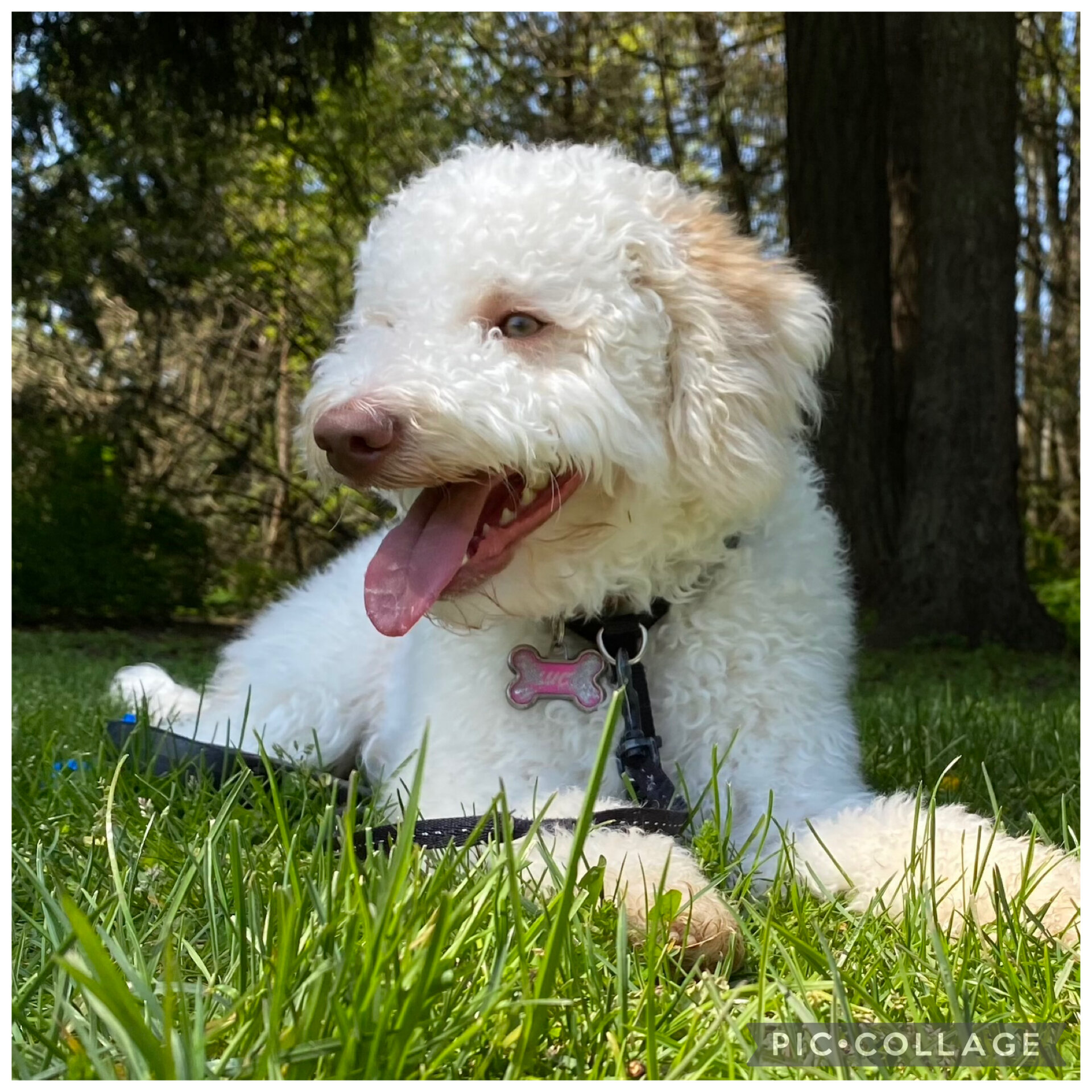 Lagotto Romagnolo - Looking for a new home! image 2