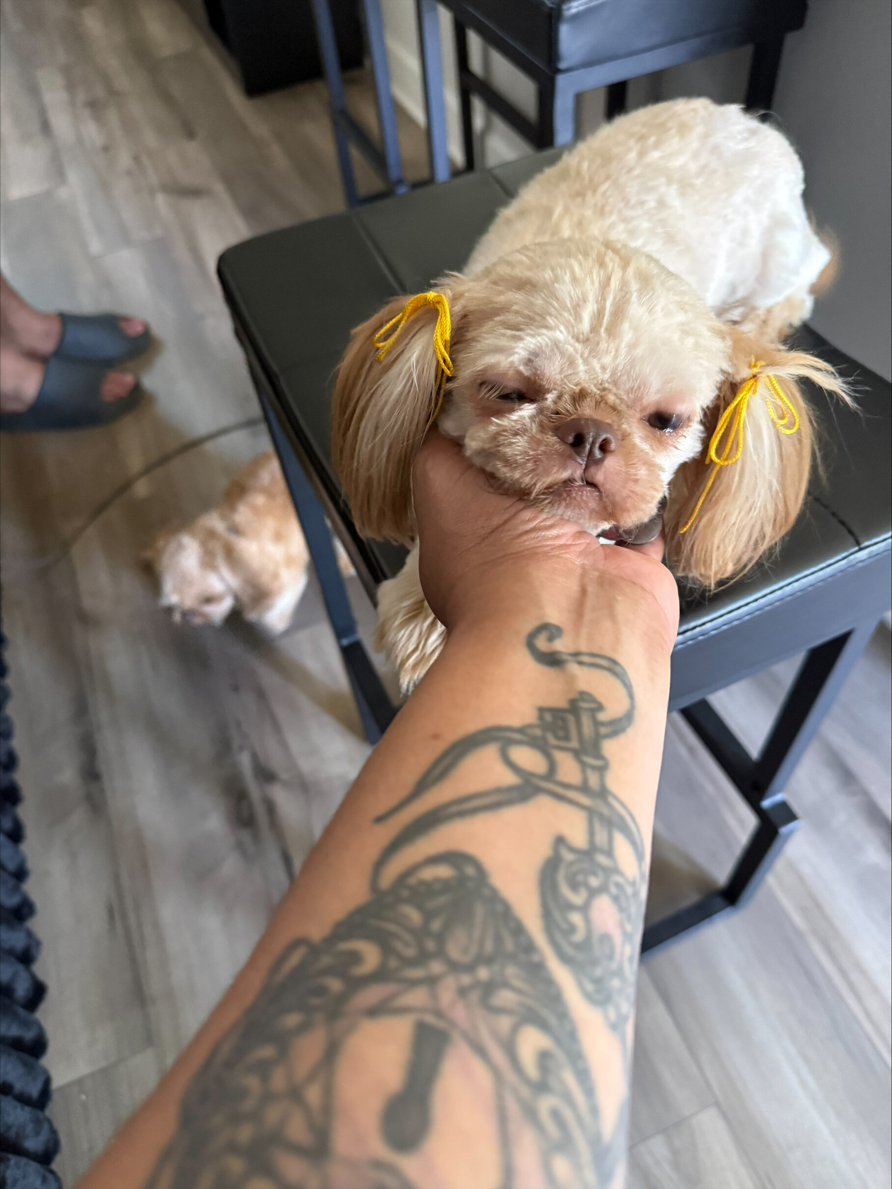 Shihtzu (Female) image 4