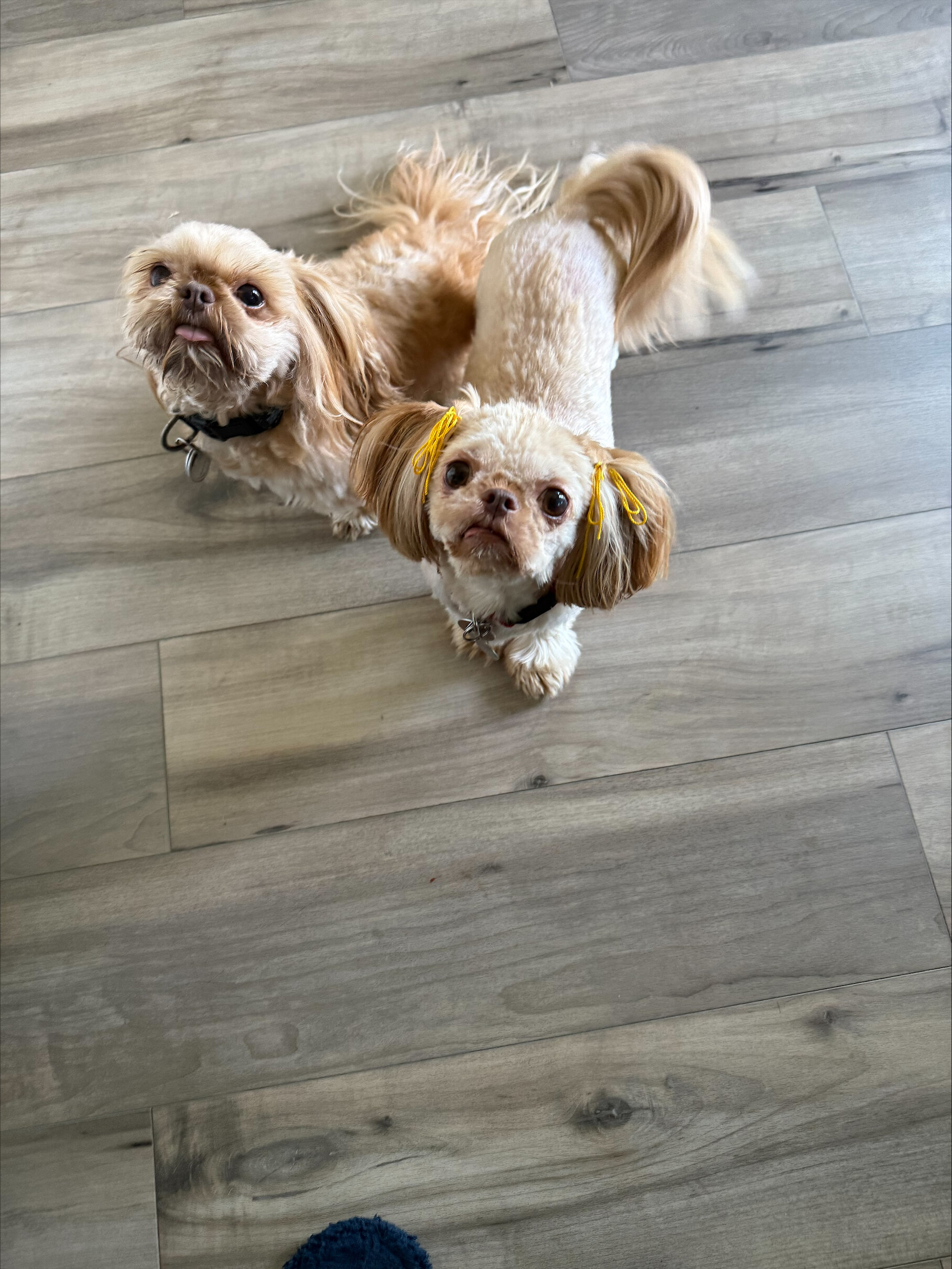 Shihtzu (Female) image 2