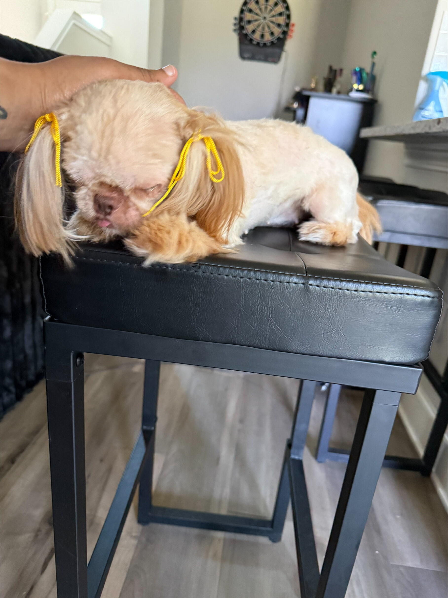 Shihtzu (Female) image 3