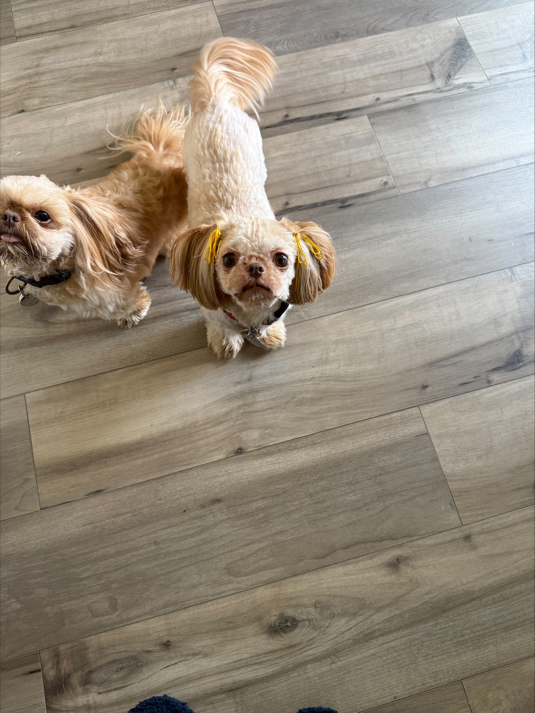 Shihtzu (Female) image 1