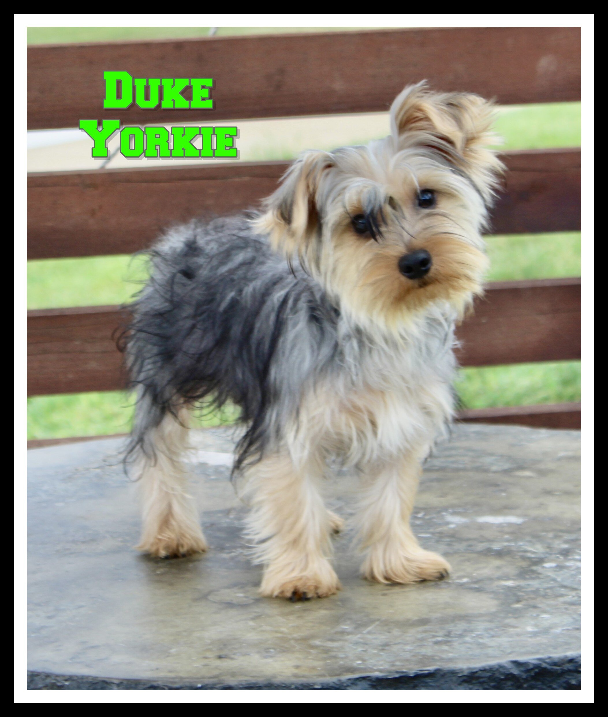 Duke Male Yorkshire Terrier image 1