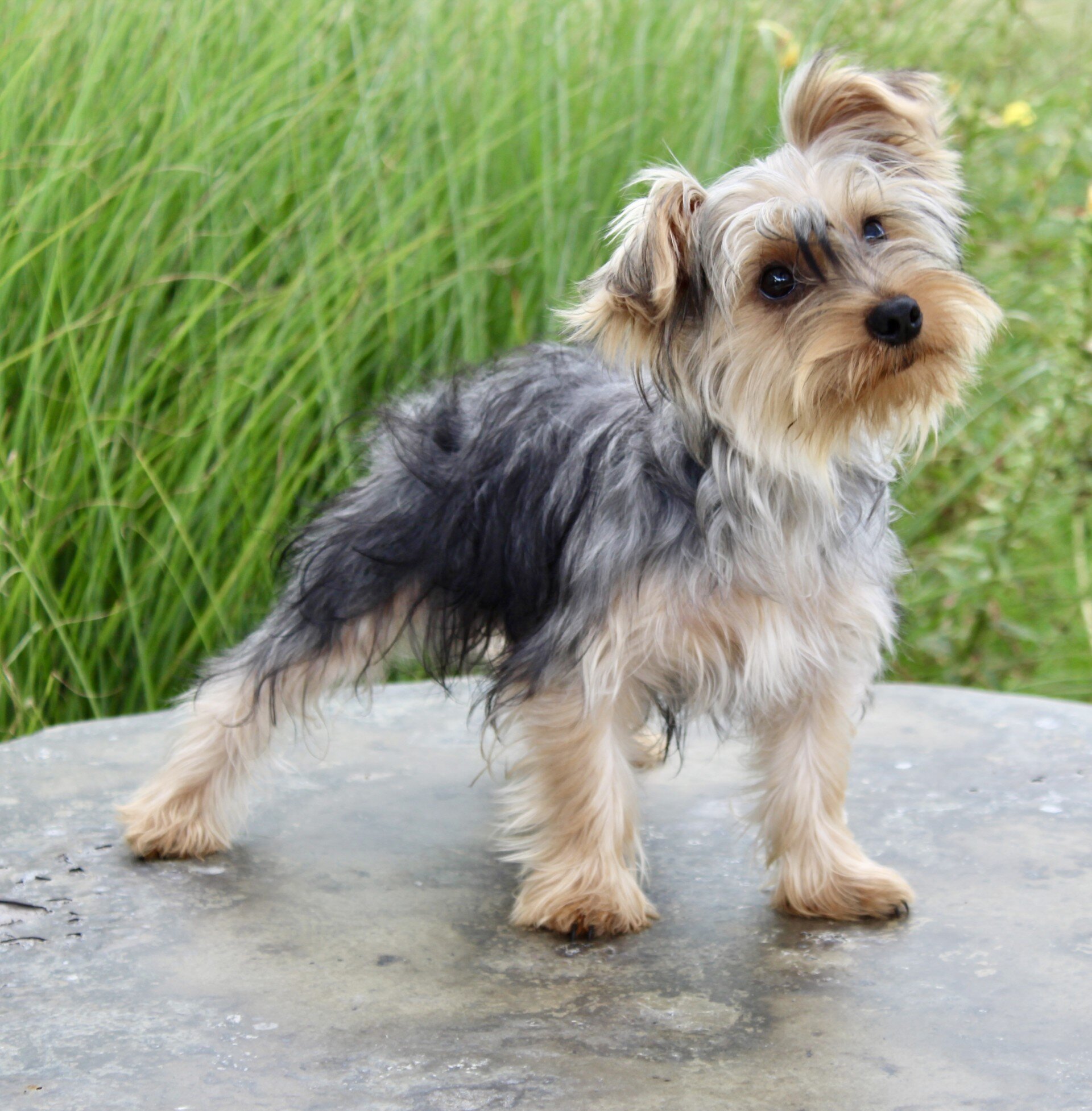 Duke Male Yorkshire Terrier image 4