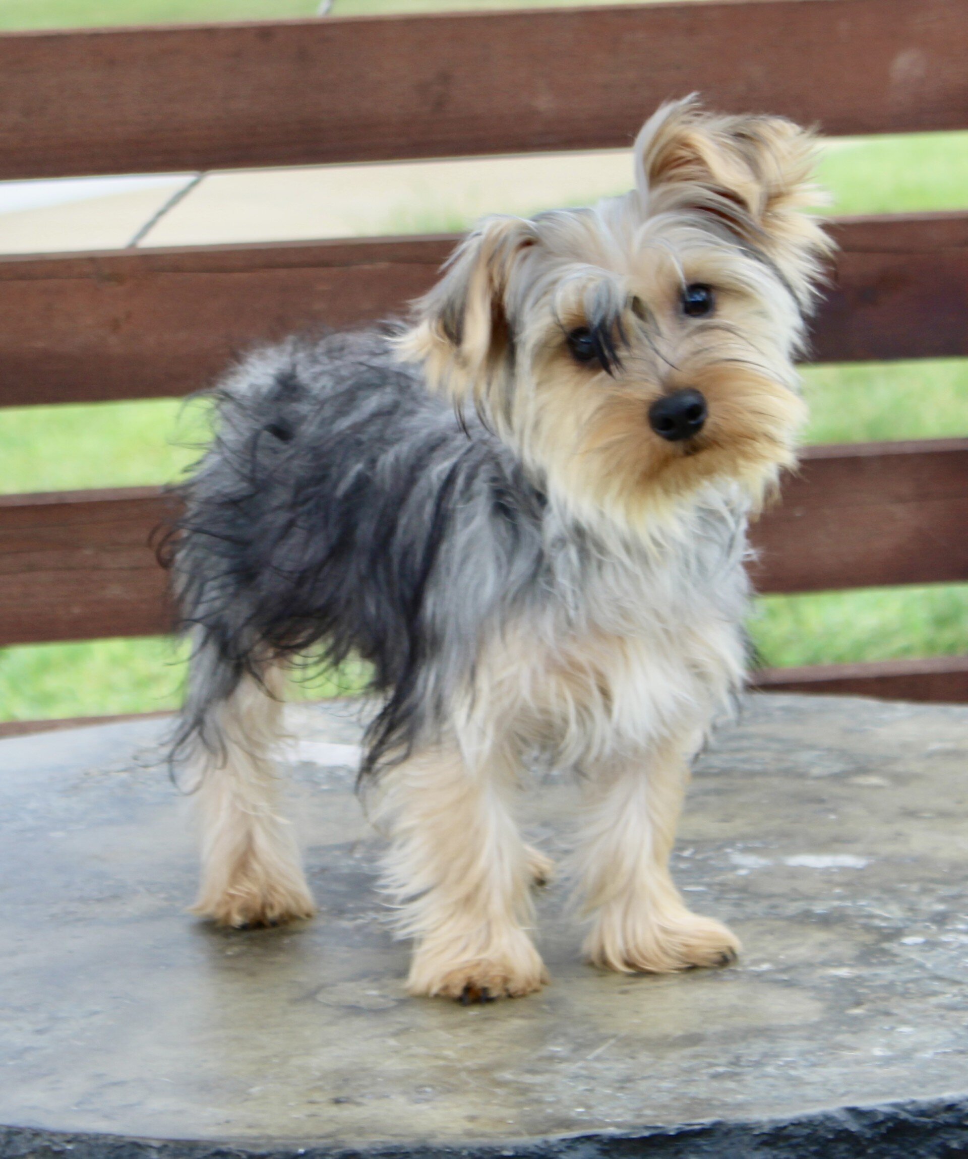Duke Male Yorkshire Terrier image 3