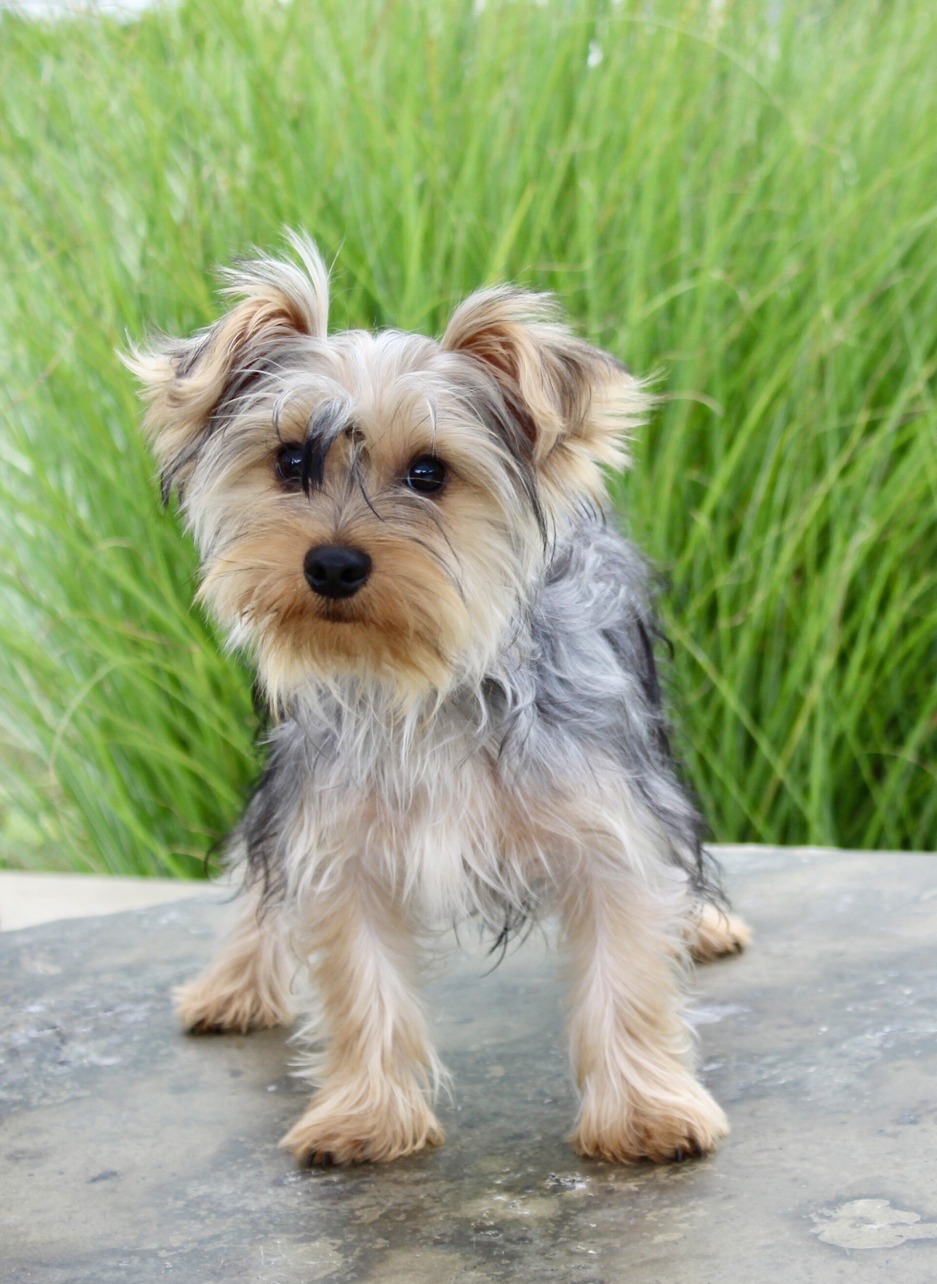Duke Male Yorkshire Terrier image 2