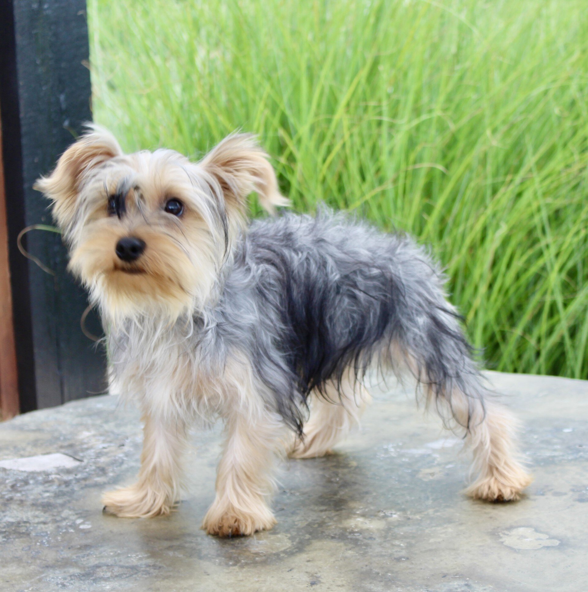 Duke Male Yorkshire Terrier image 5
