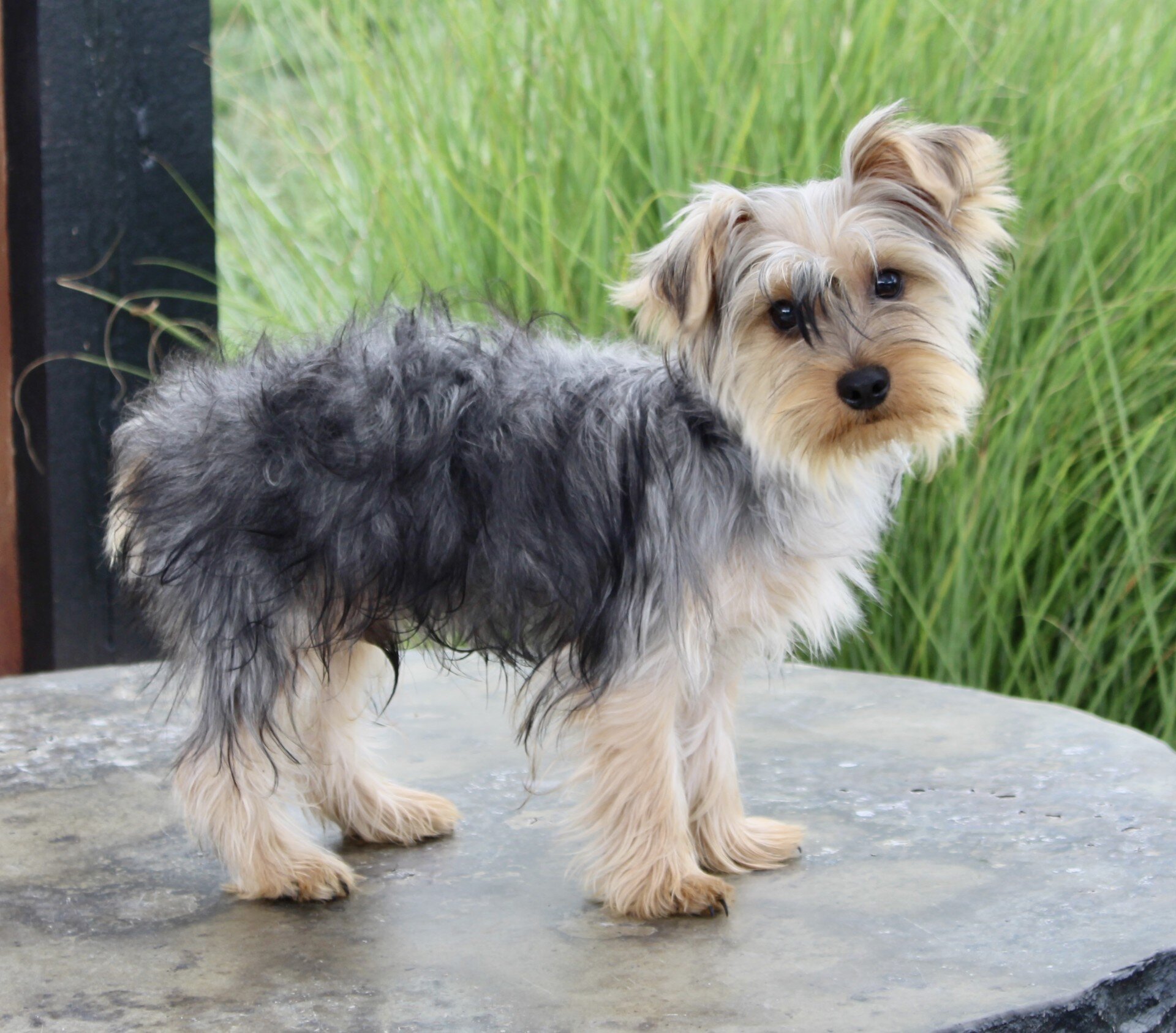 Duke Male Yorkshire Terrier image 6