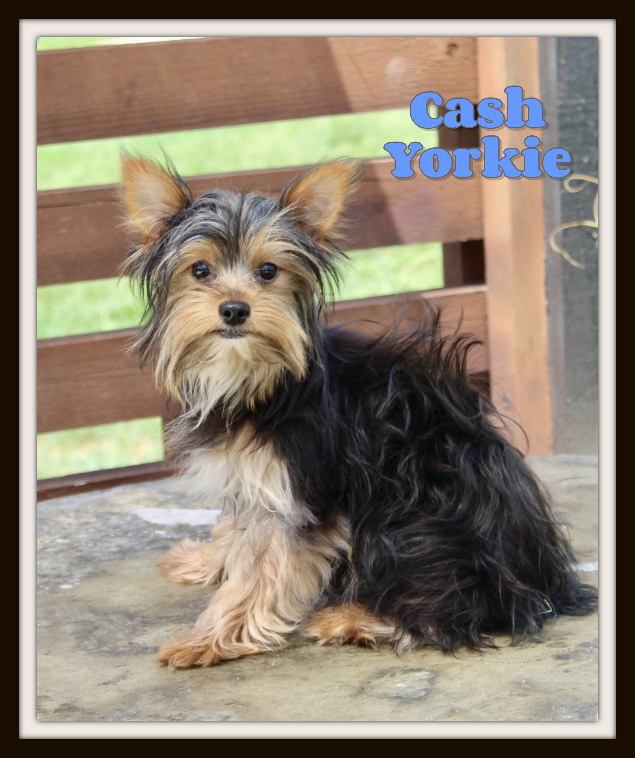 Cash Male Yorkshire Terrier image 1