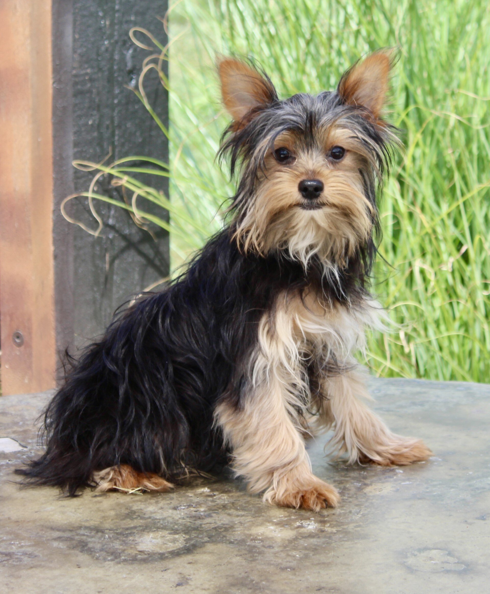 Cash Male Yorkshire Terrier image 4