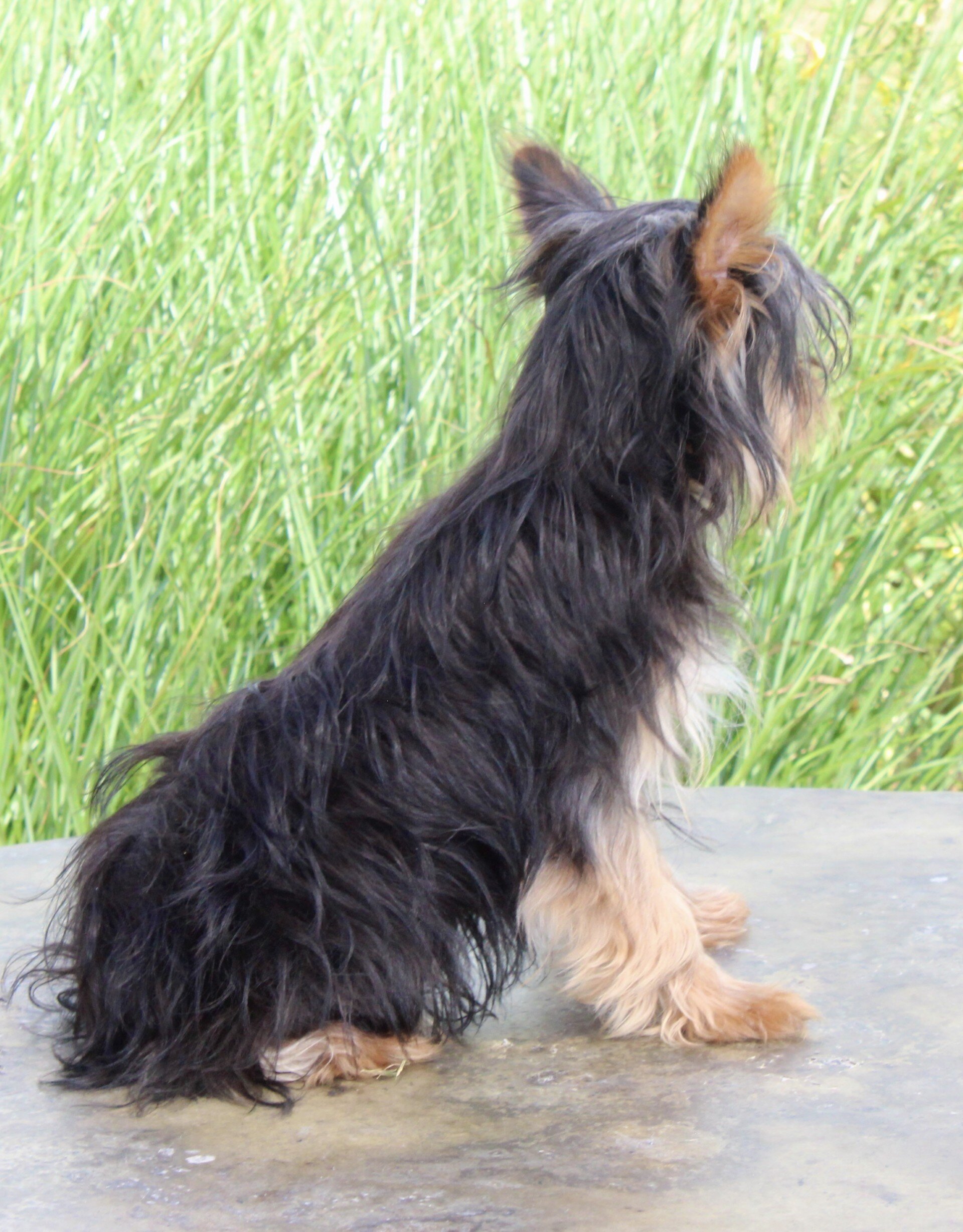 Cash Male Yorkshire Terrier image 5