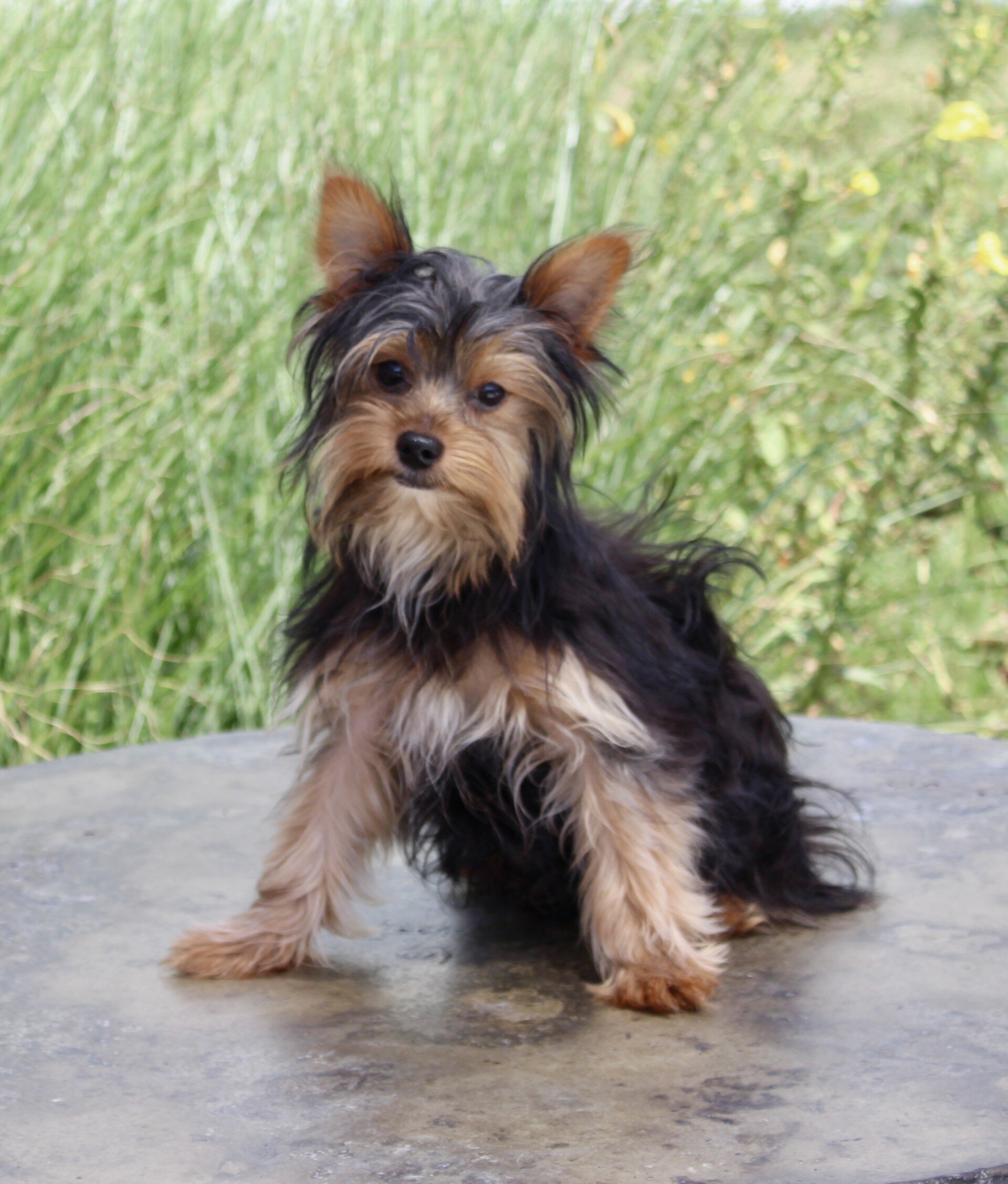 Cash Male Yorkshire Terrier image 2