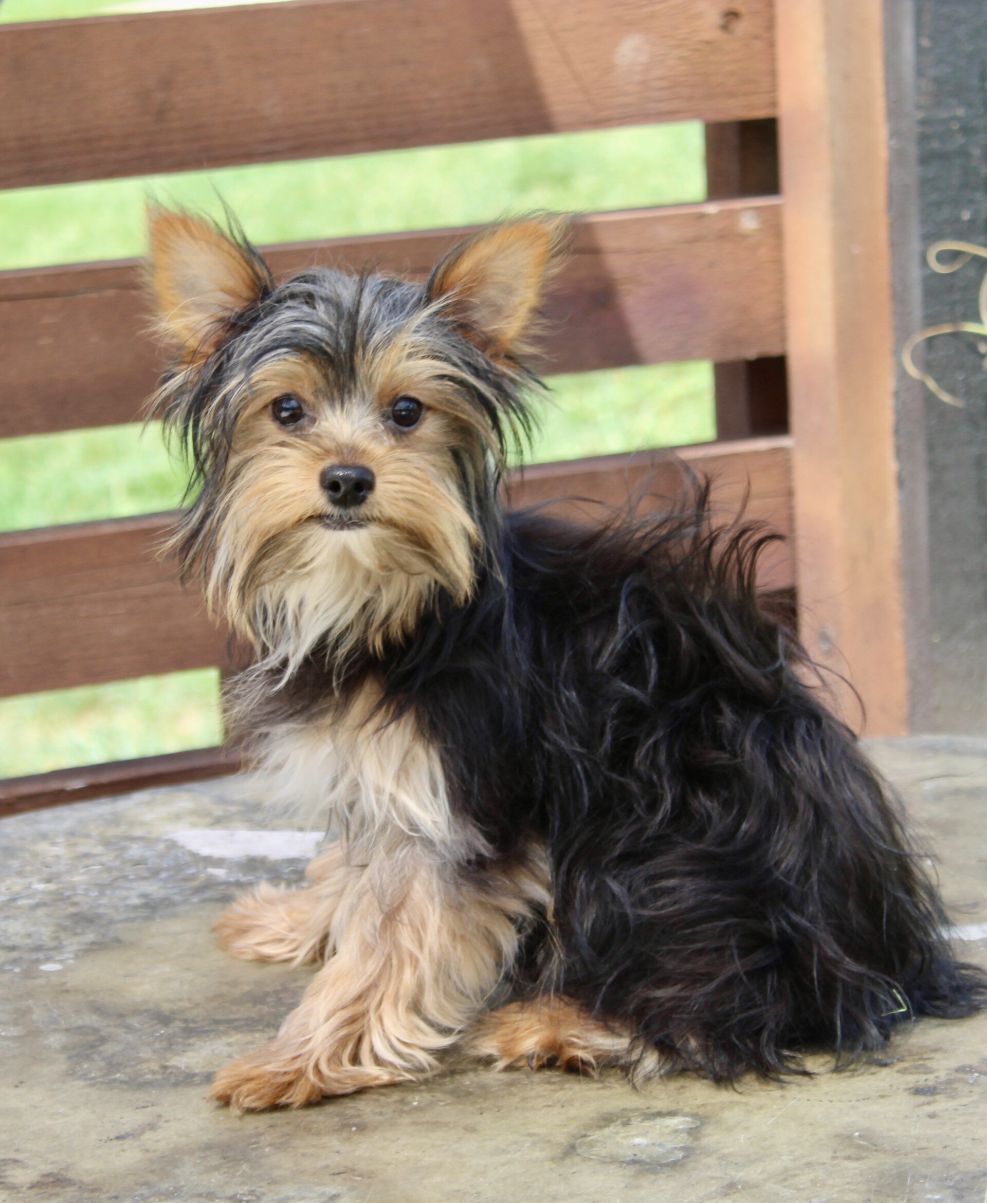 Cash Male Yorkshire Terrier image 3