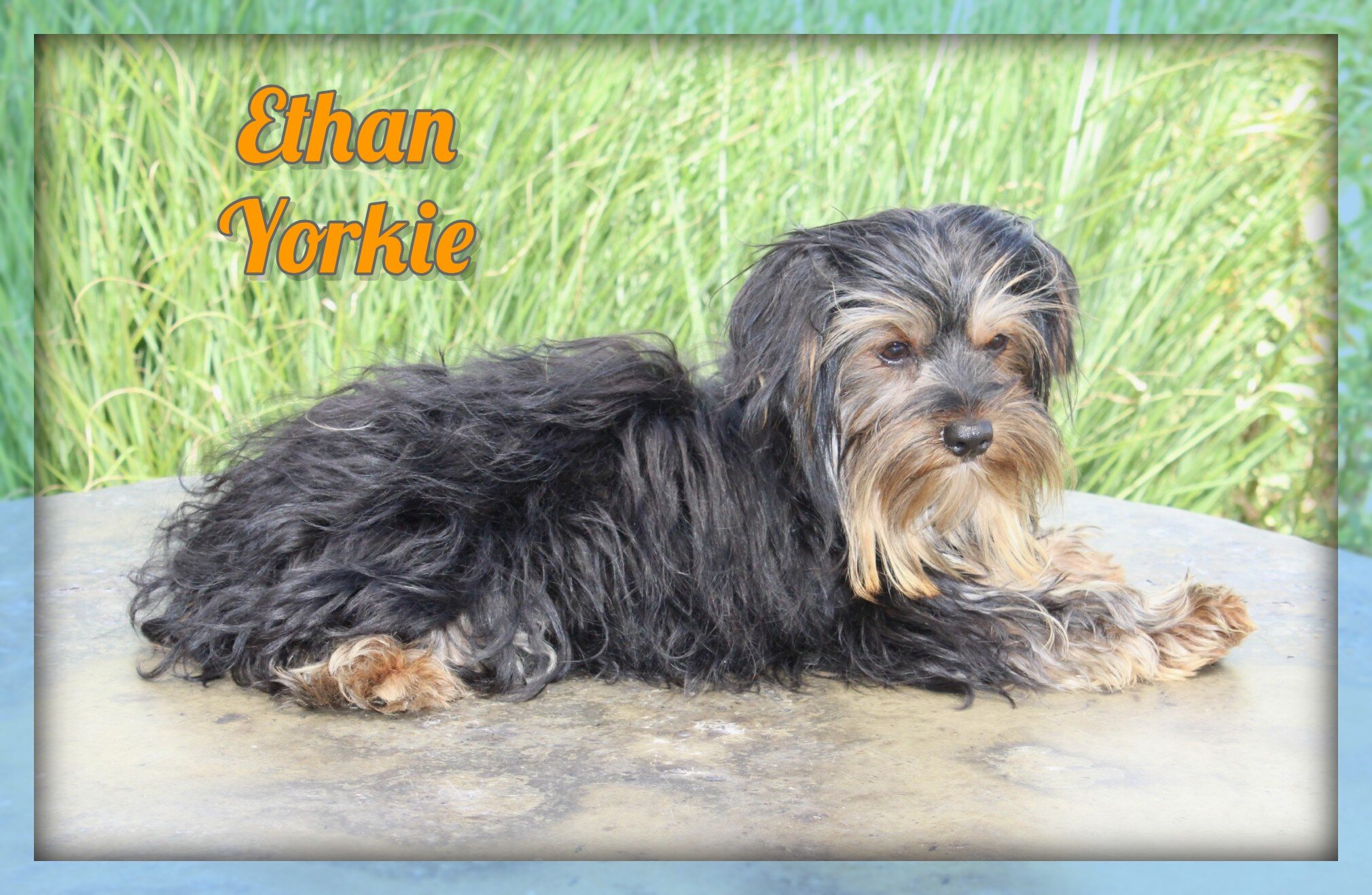 Ethan Male Yorkshire Terrier image 1