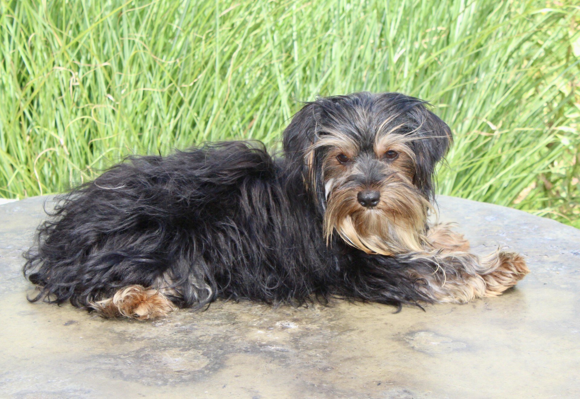 Ethan Male Yorkshire Terrier image 4