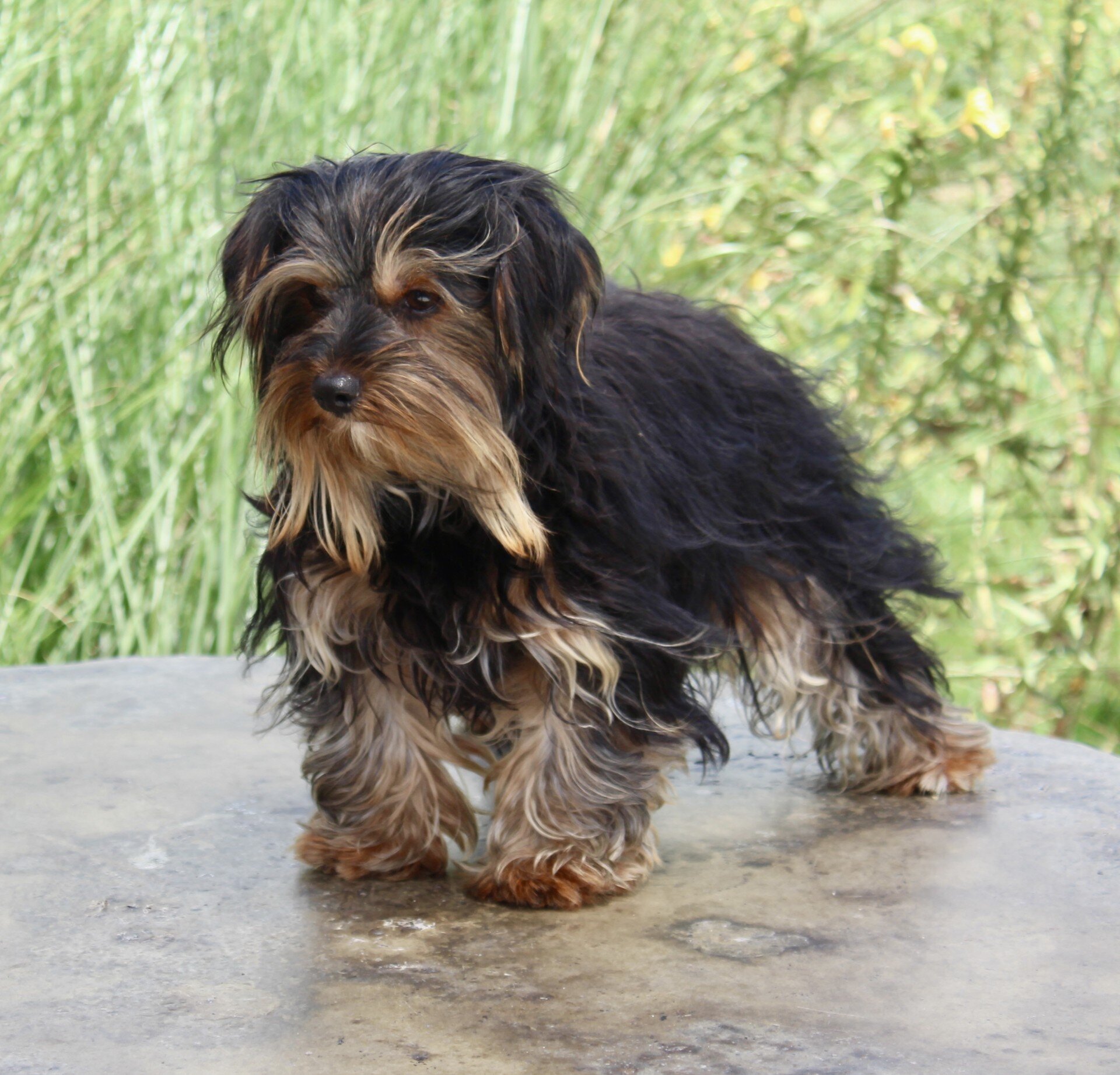 Ethan Male Yorkshire Terrier image 3