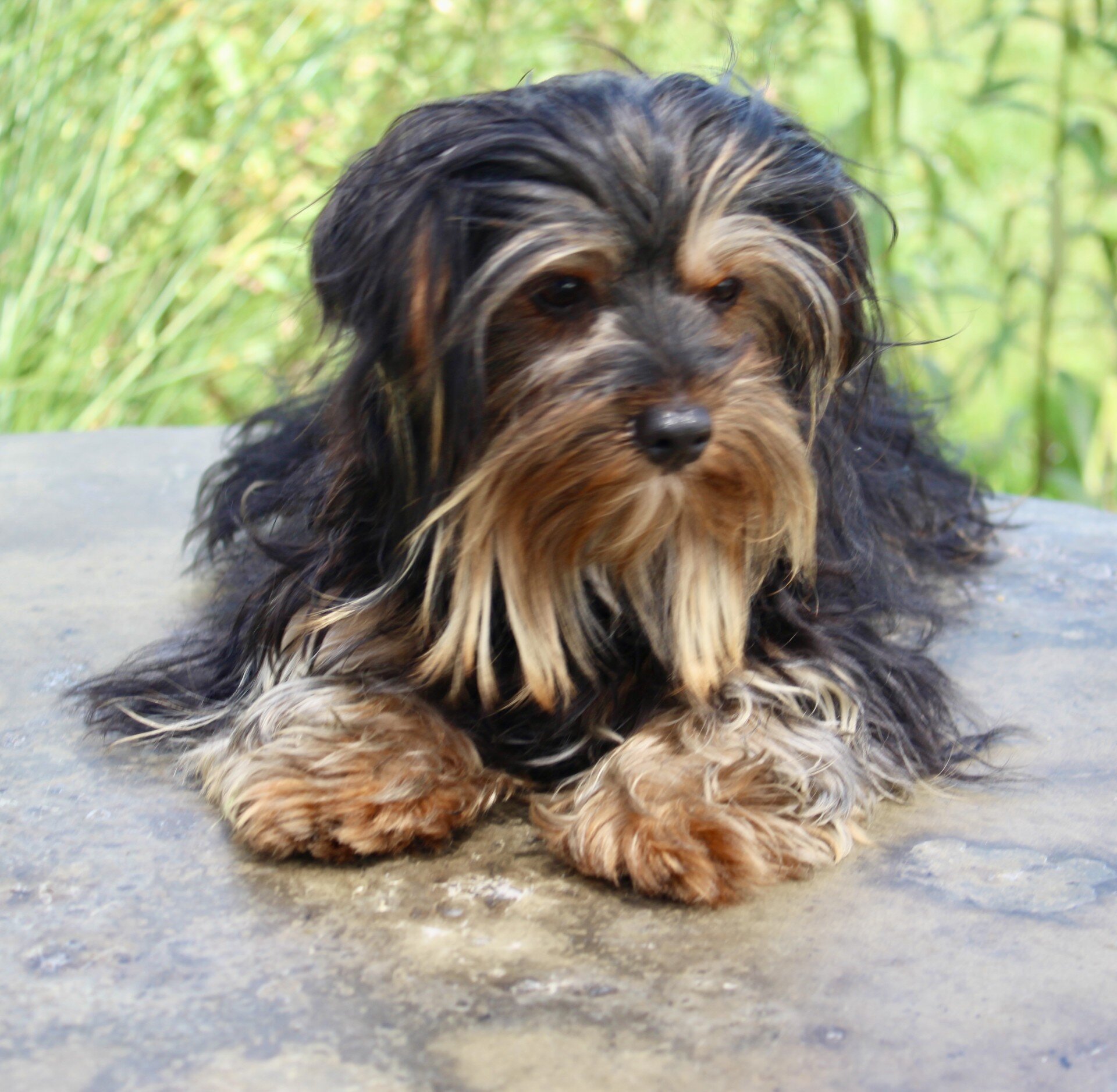 Ethan Male Yorkshire Terrier image 2
