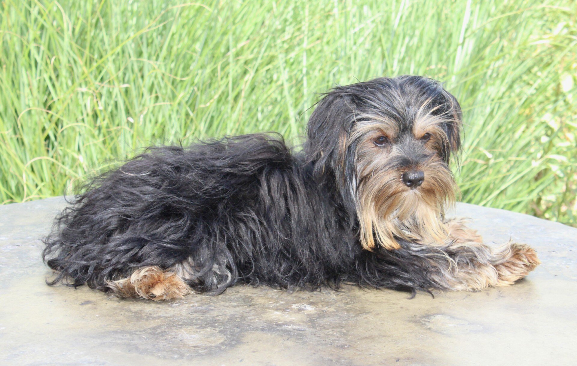 Ethan Male Yorkshire Terrier image 5