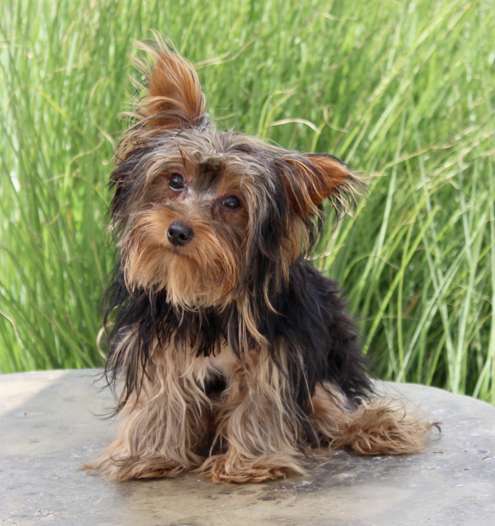Nathan Male Yorkshire Terrier image 2
