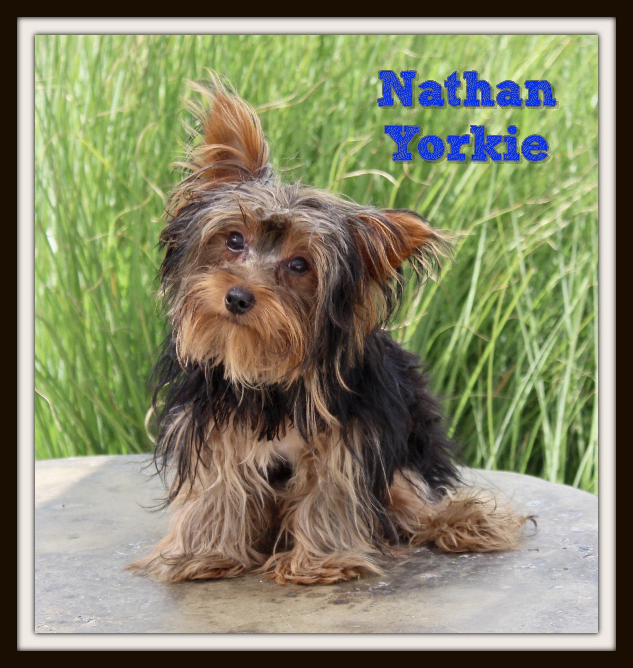 Nathan Male Yorkshire Terrier image 1