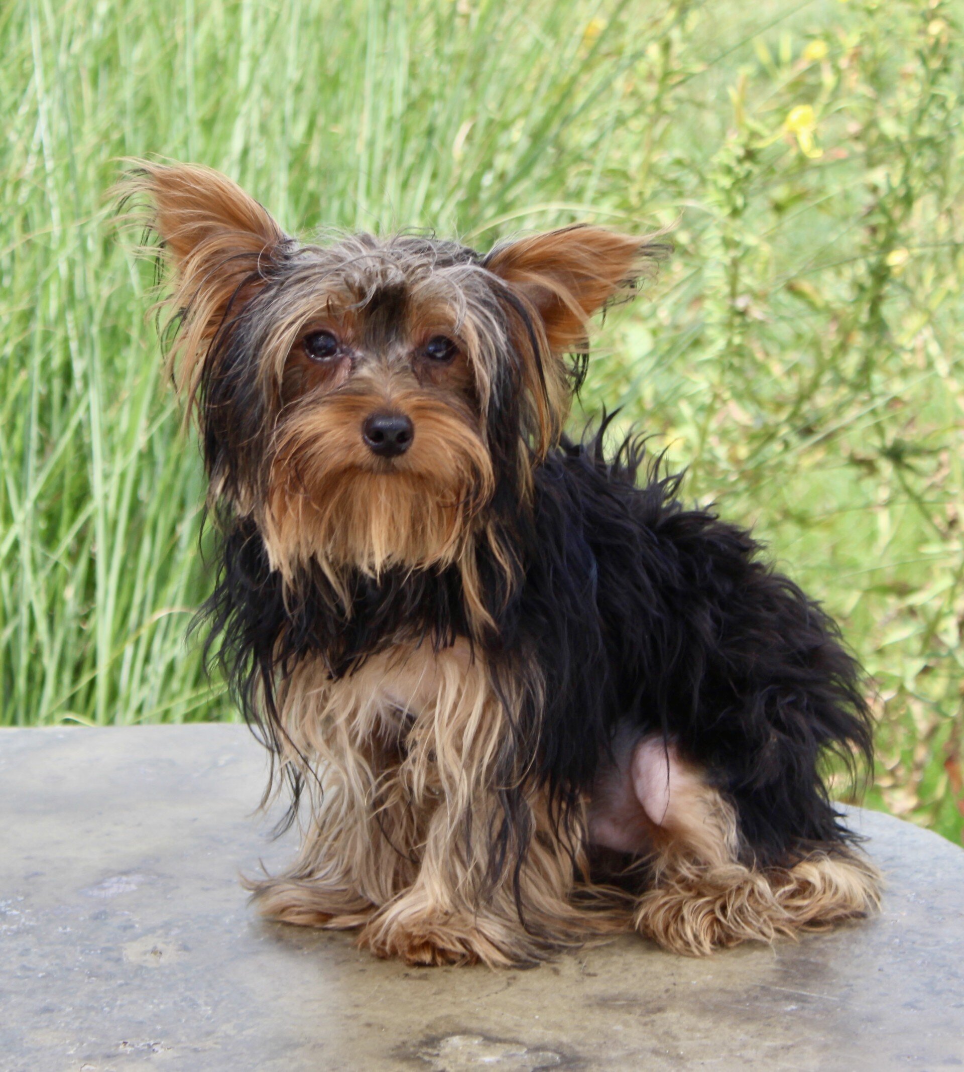 Nathan Male Yorkshire Terrier image 3
