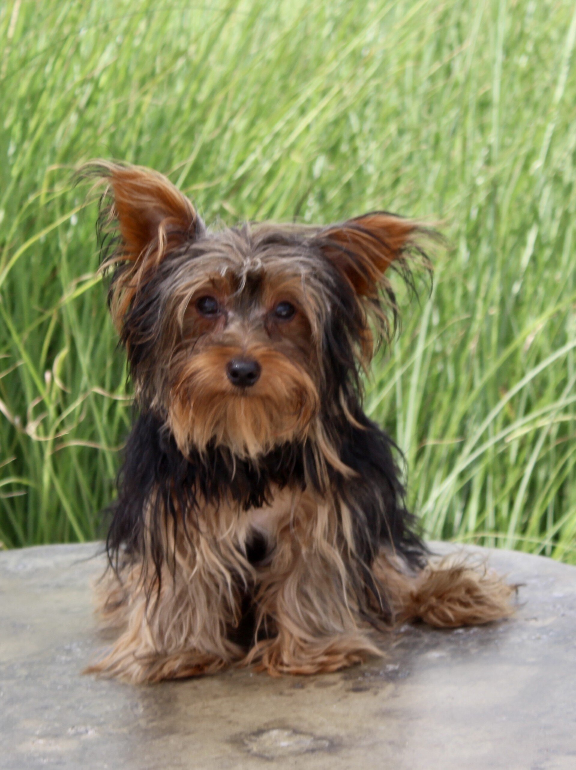 Nathan Male Yorkshire Terrier image 4